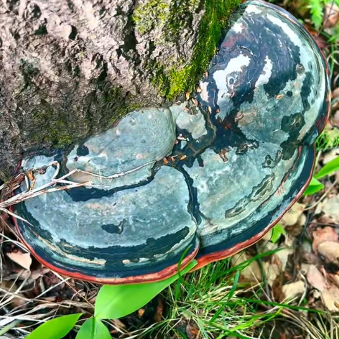 🍄别名,红缘多孔菌,红缘层孔菌,红带菌,红缘多