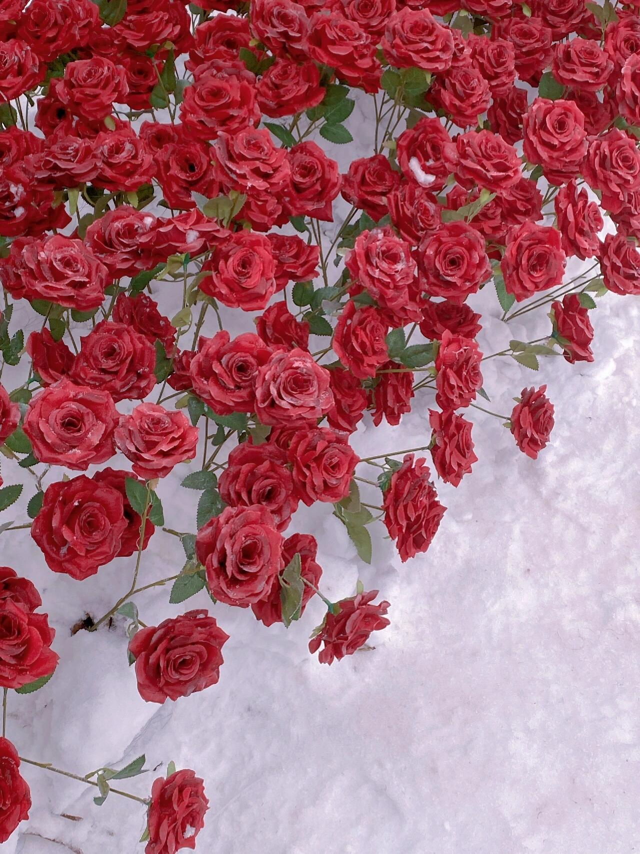 知乎用户25551 的想法: 冬日花儿