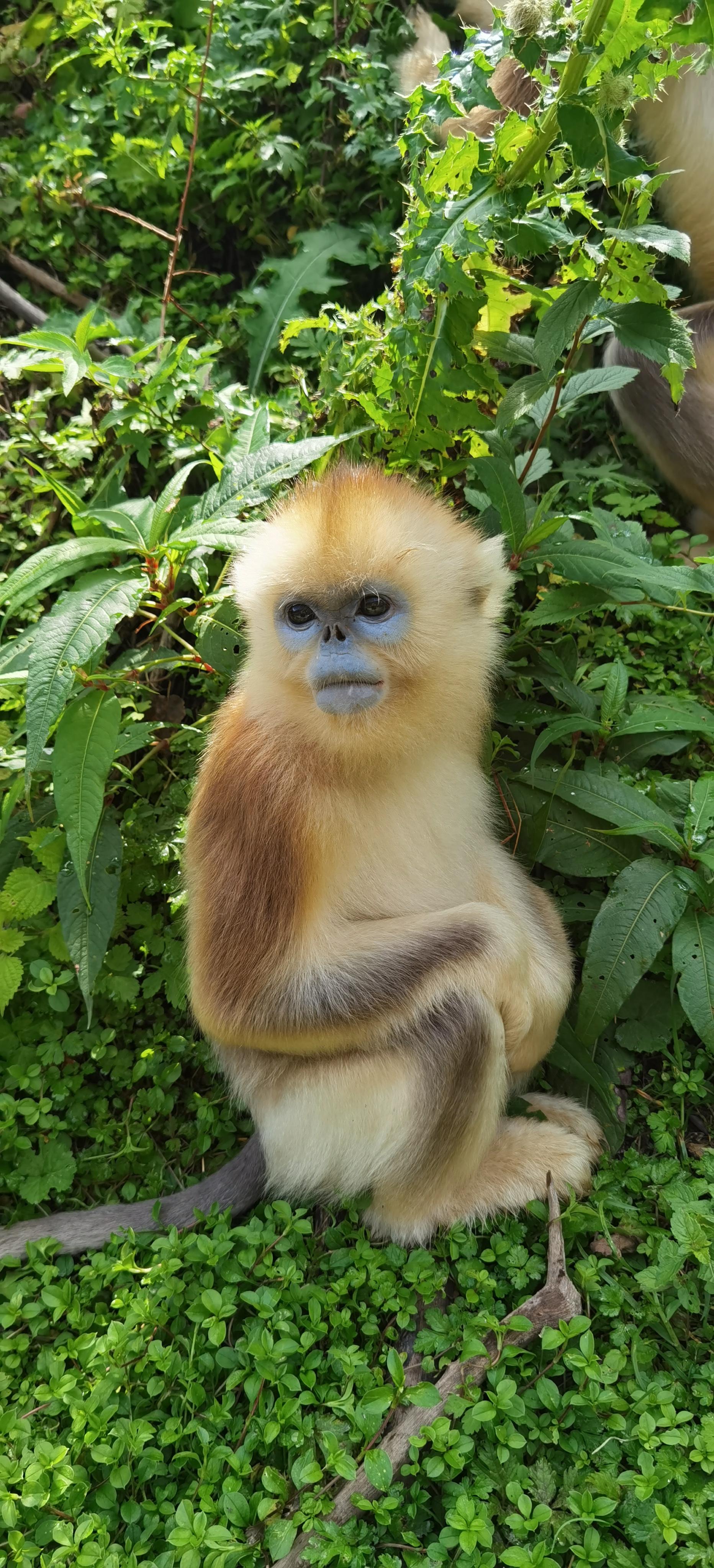 神农架的金丝猴神农架生活中一种金丝猴是川金丝猴的一个亚种和其他