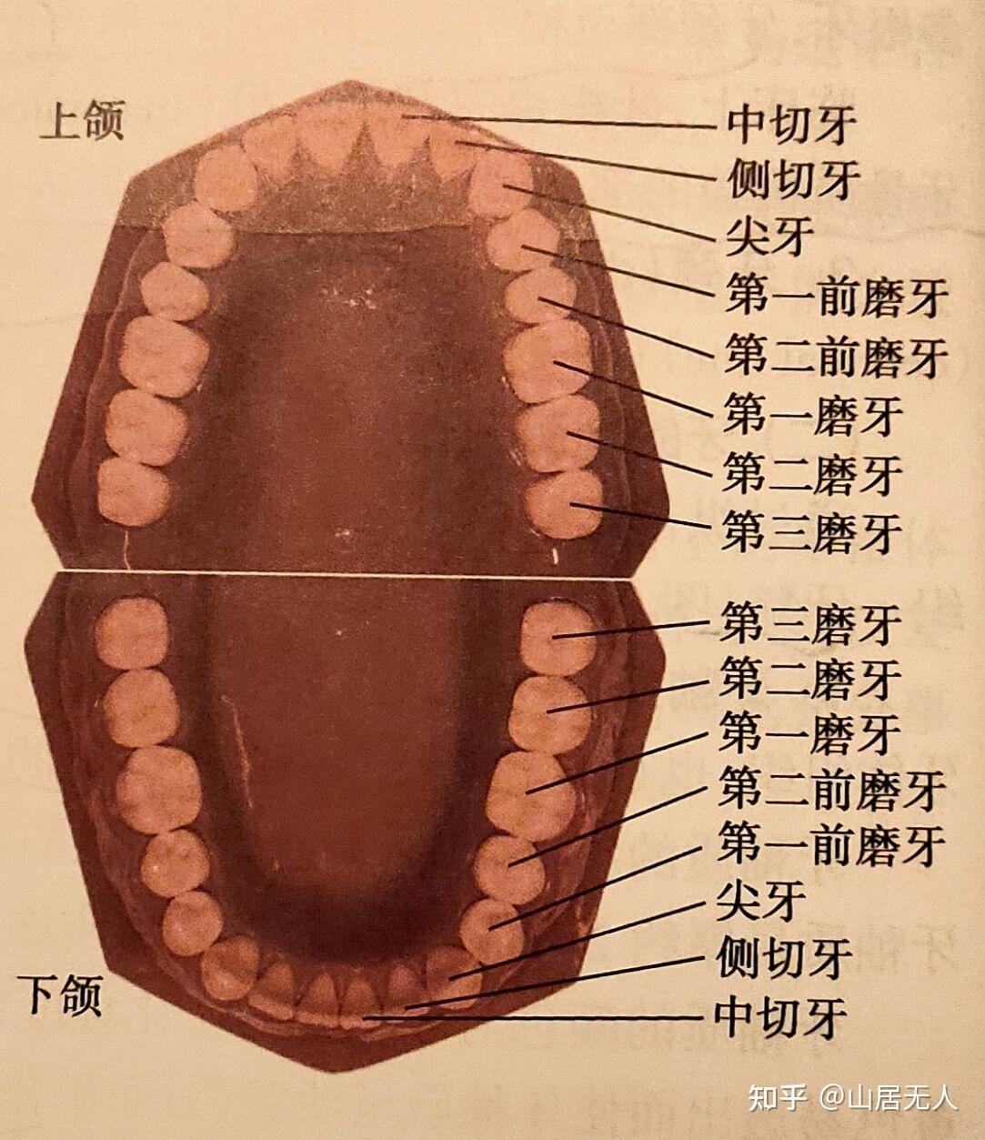 乾雨 的想法: 侧切牙 | 牙齿从前端往后依次为中切牙,侧切牙,尖牙,第