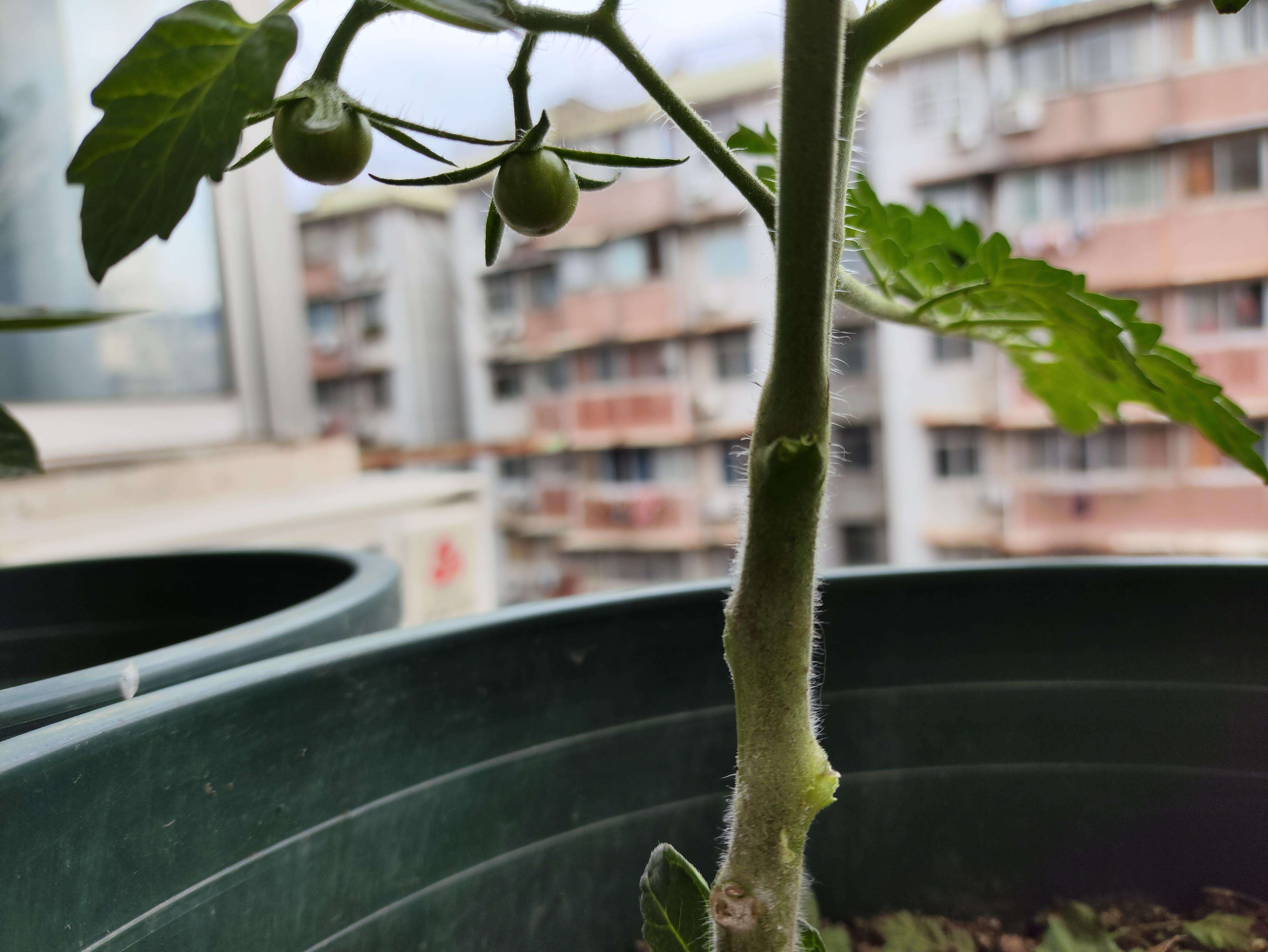 欧笑亚 的想法: 圣女果挂果了,春花夏果,值得期待 | 圣女果终于挂果了