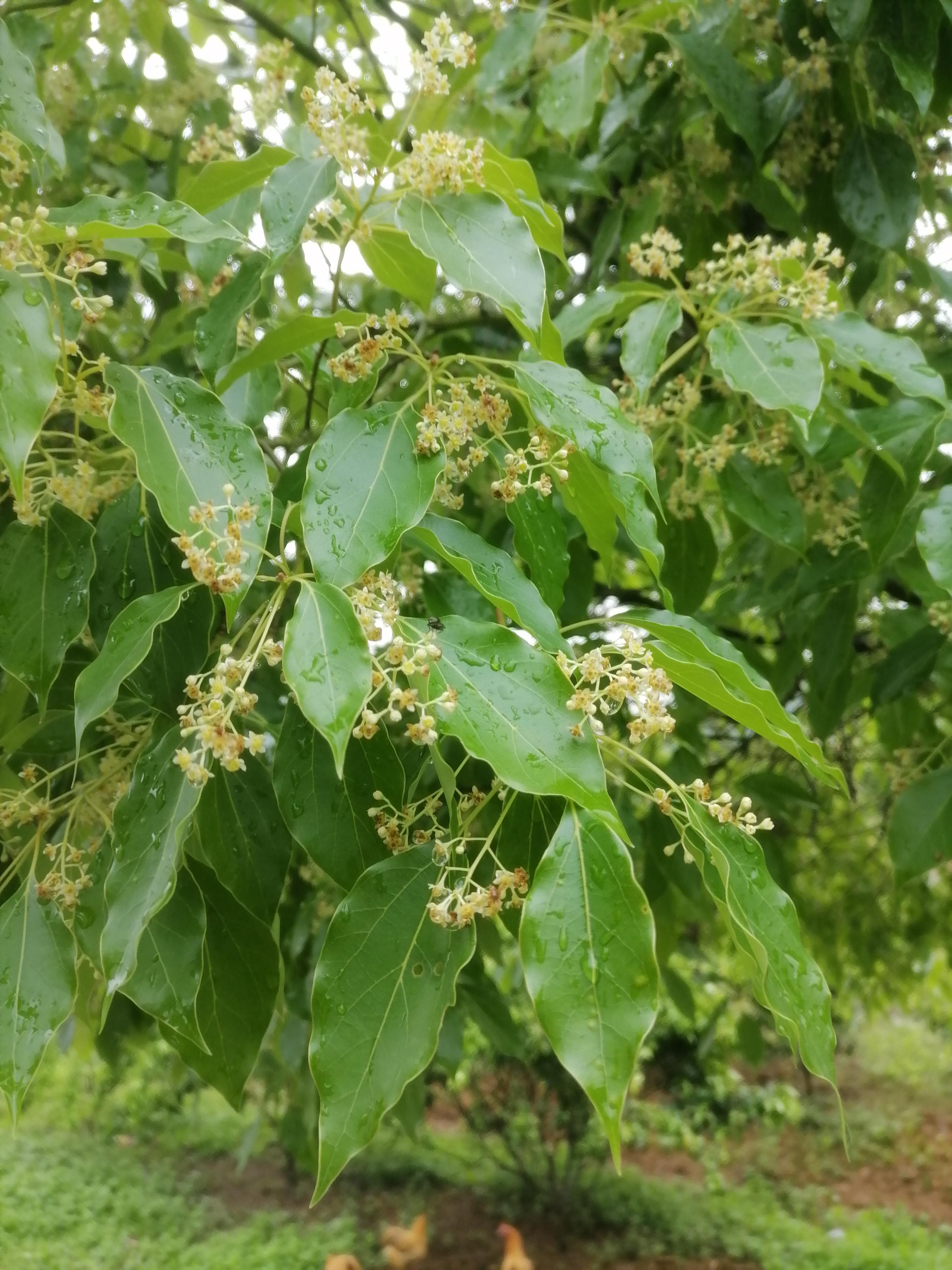 樟树开了花,说不出什么味,但还挺好闻的
