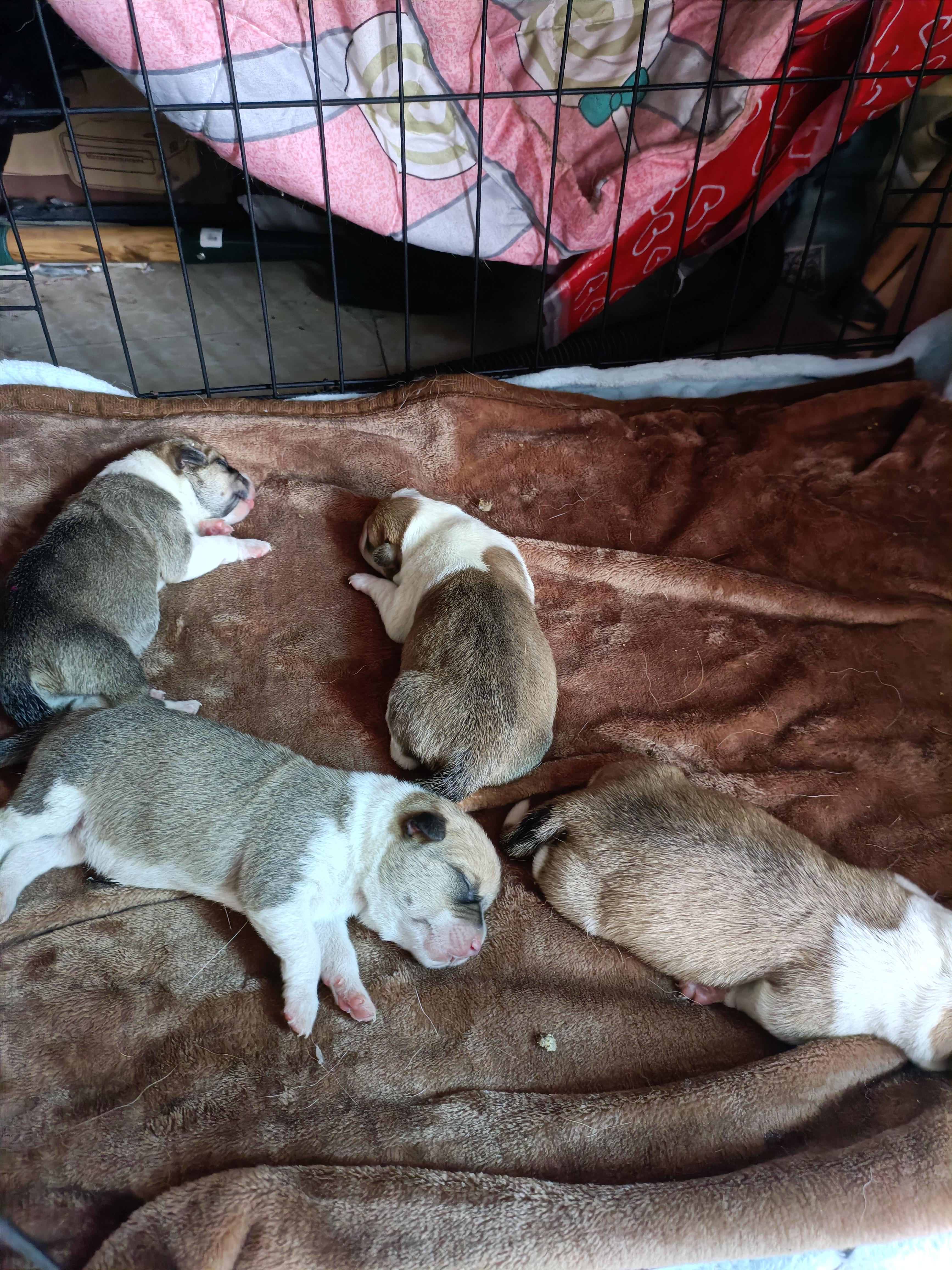 做绗绣的大学生 的想法: 我家有两只狗,一只是柯基,另一只是柯基串