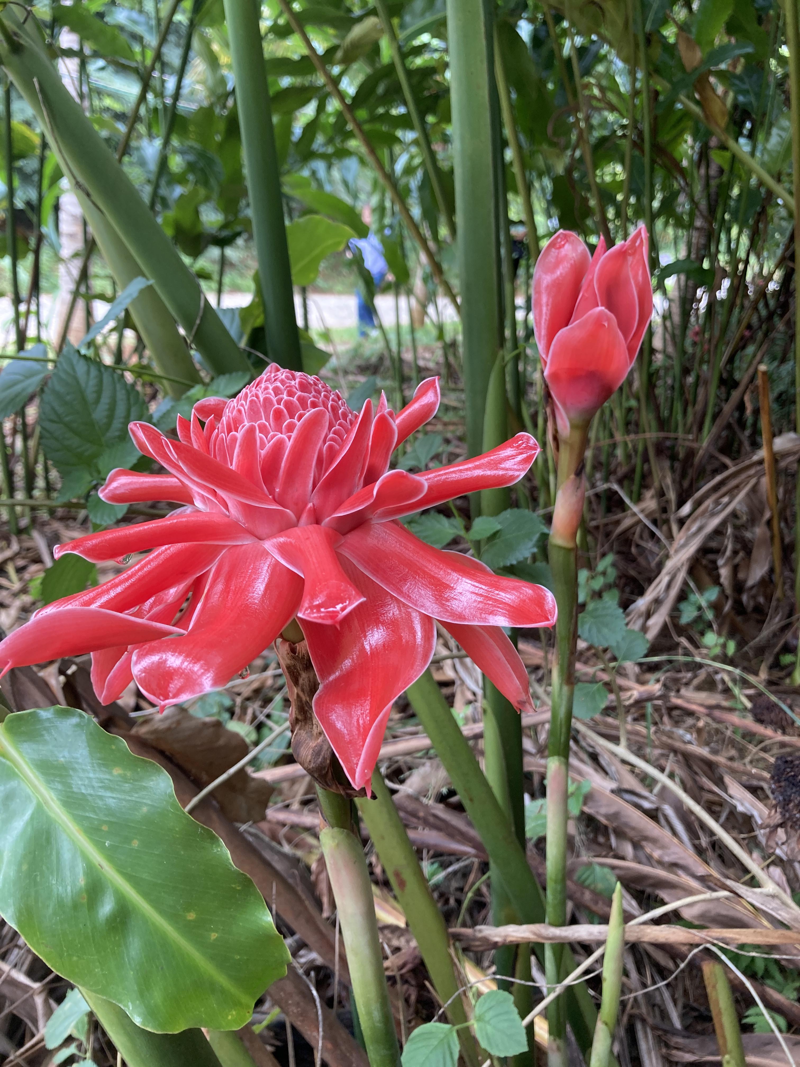 景洪热带花卉园图片