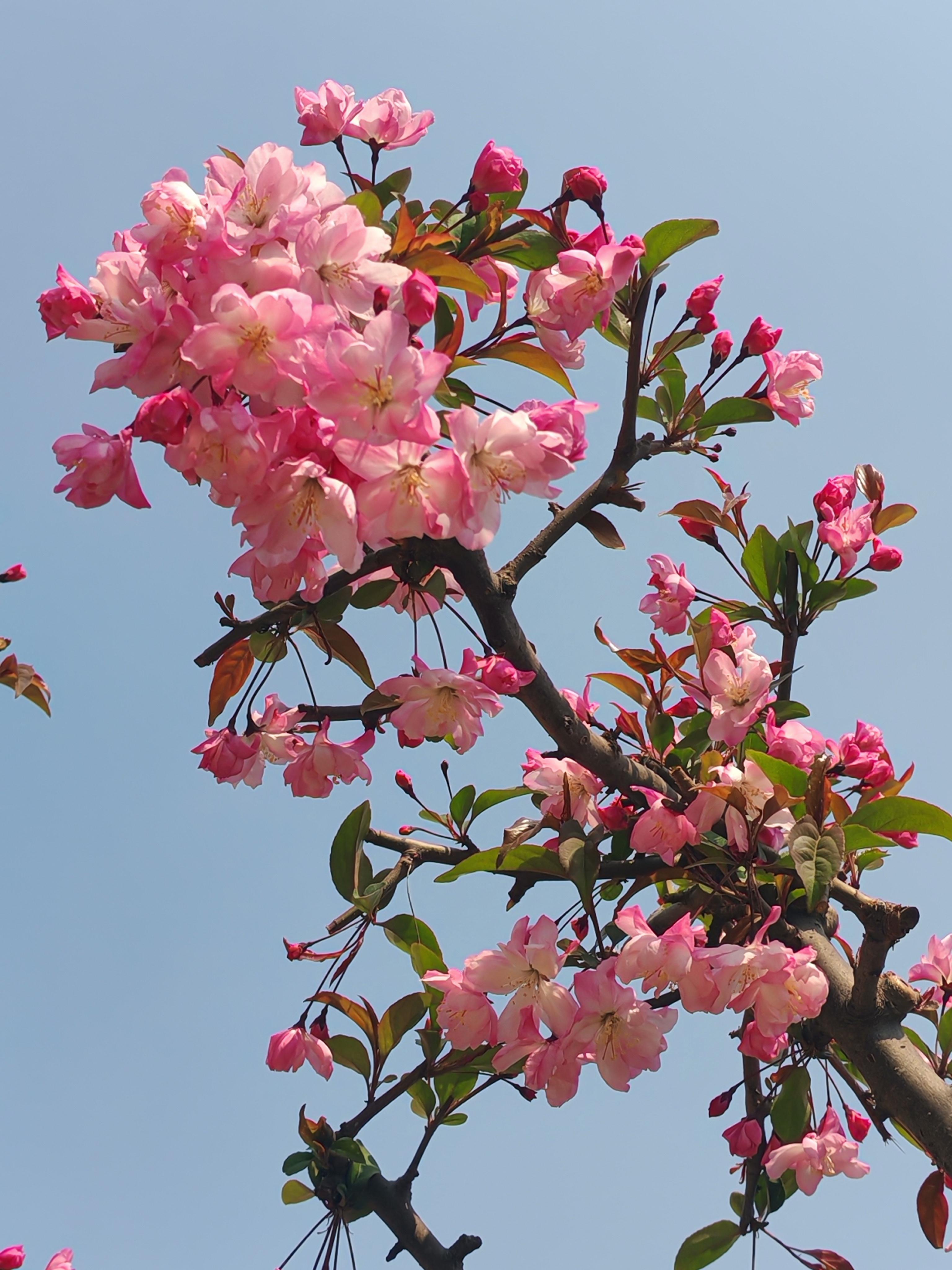 盛世观美景 的想法: 特别漂亮的海棠花 |  a class="hash_tag" href="