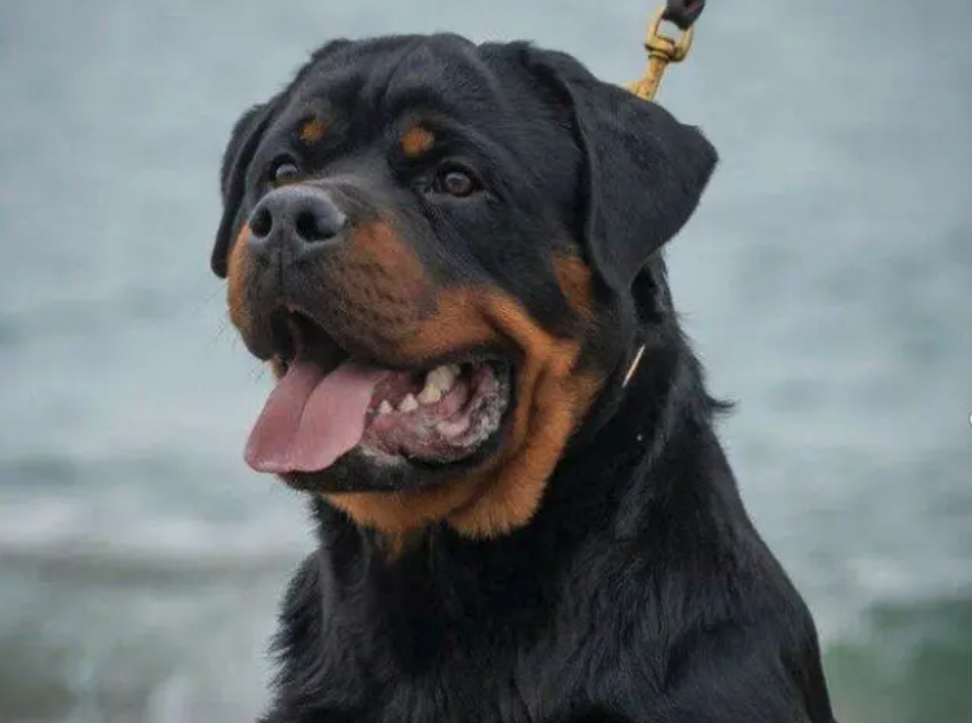 市场策划部 的想法: 恶犬咬女童 | 恶犬撕咬女童这事情让人气愤; br>