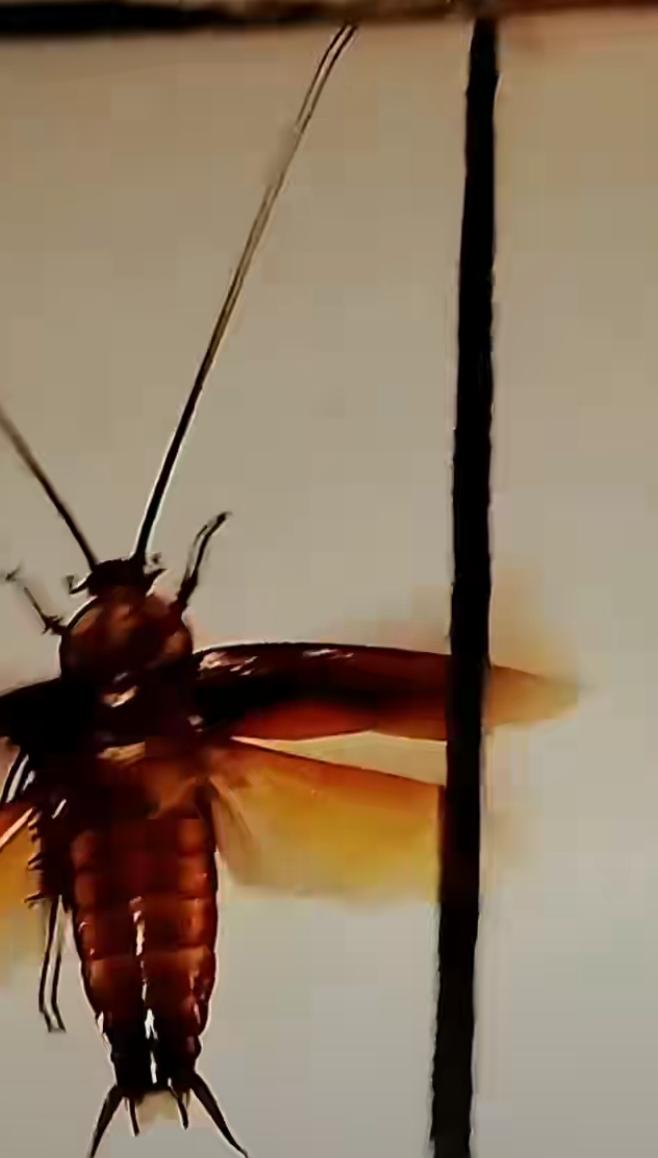 看看这个头,看看这线条优美的大翅膀,再看看这美丽的色彩