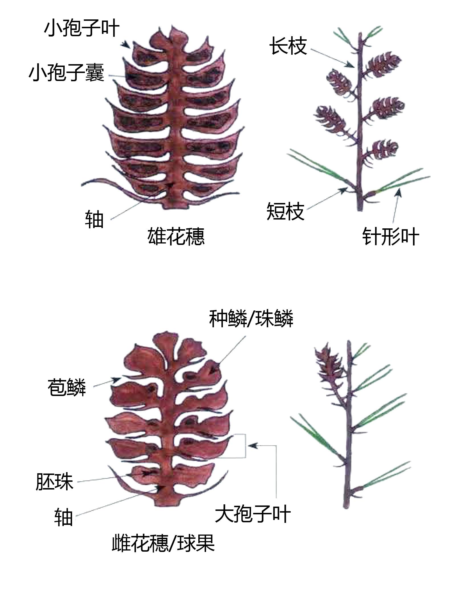 单性花结构图图片