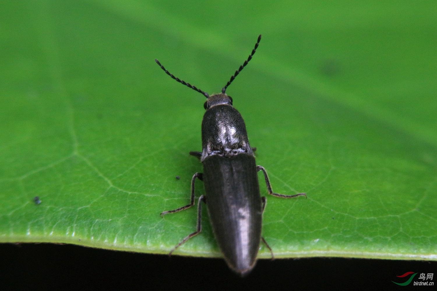 green 的想法: 这是跟非常好玩的一种虫 | 磕头虫是鞘翅目叩头虫科