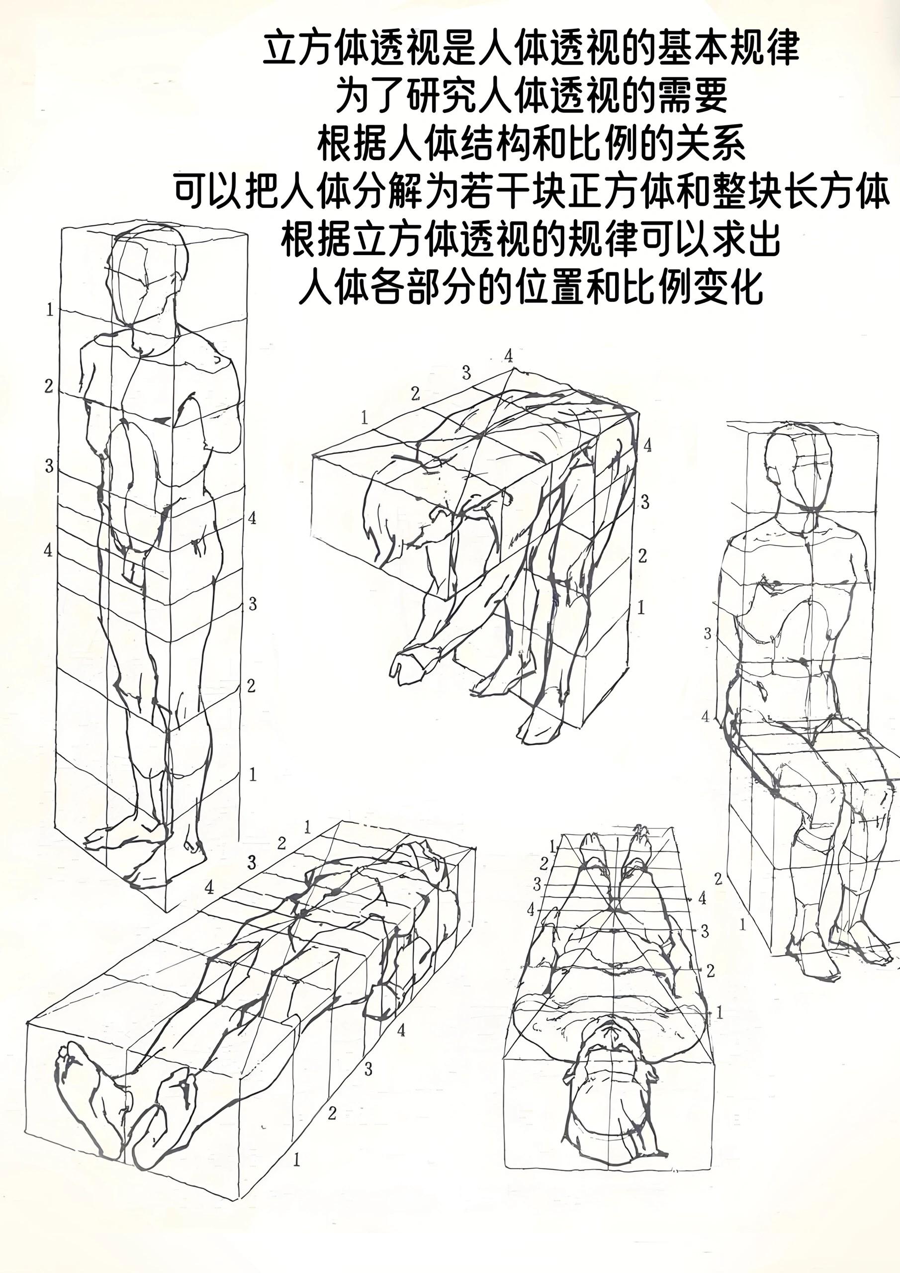 人体各个方向透视图片