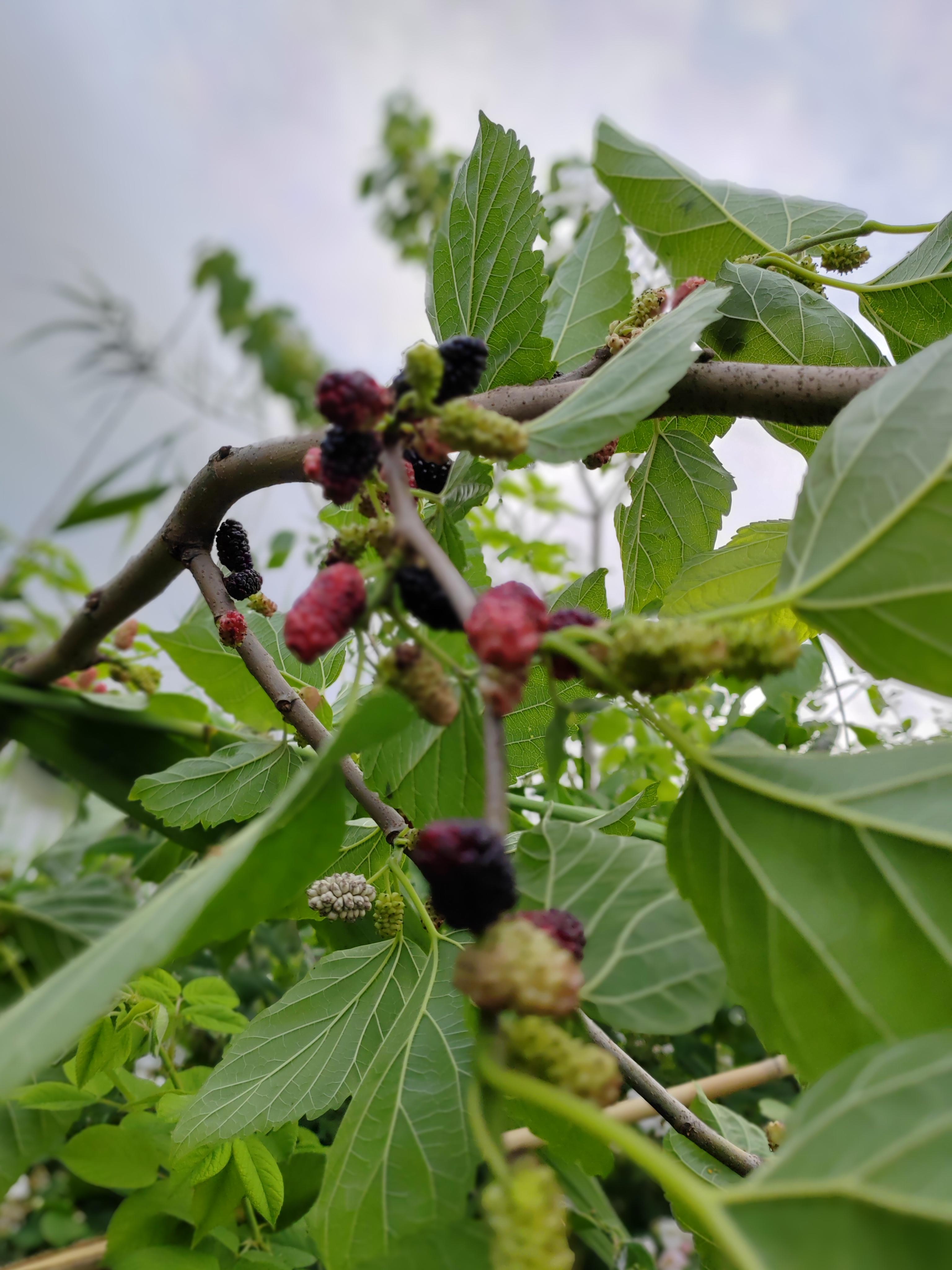 鱼菜高 的想法: 河边的野桑果熟了,看到了当然要