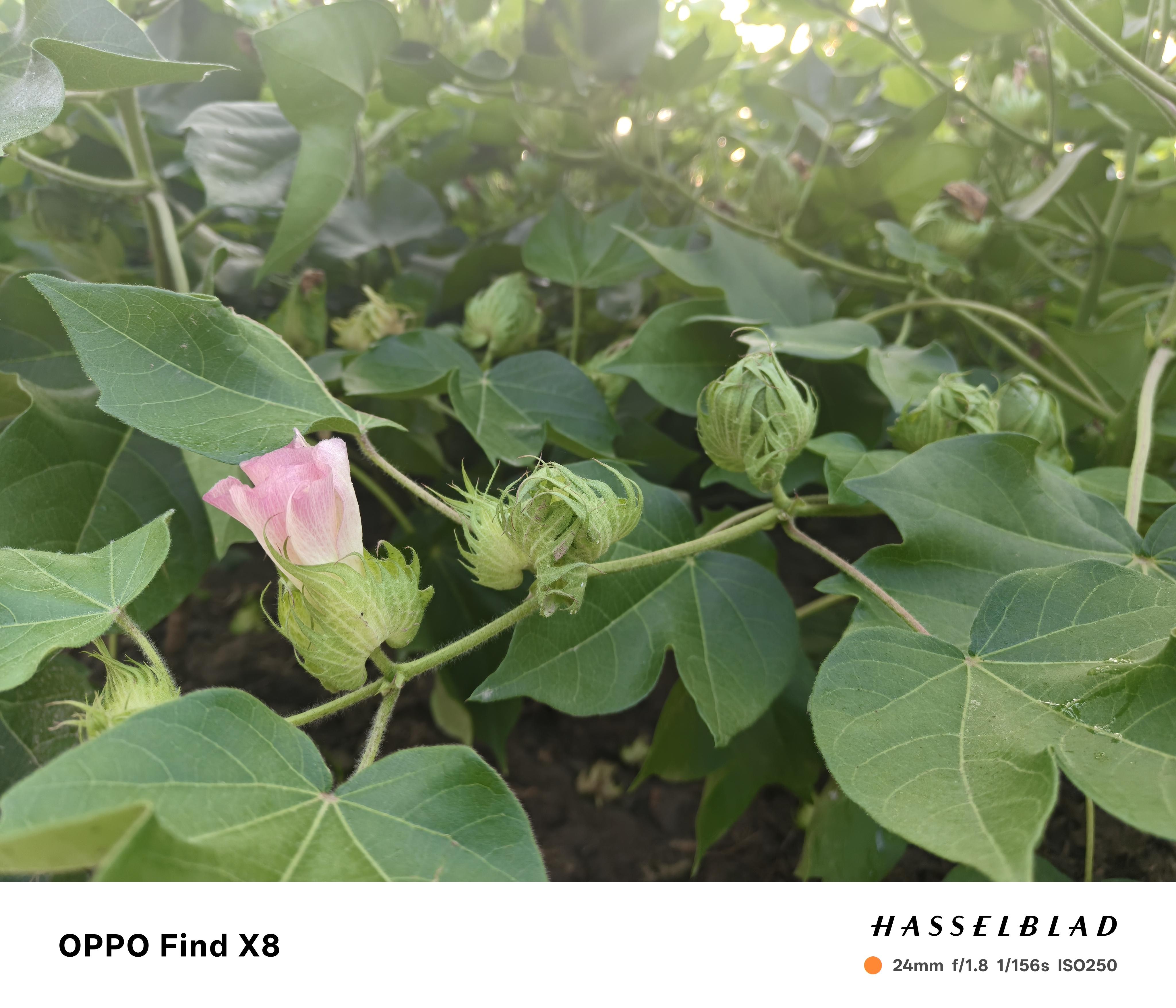 晓七七 的想法: 棉花花