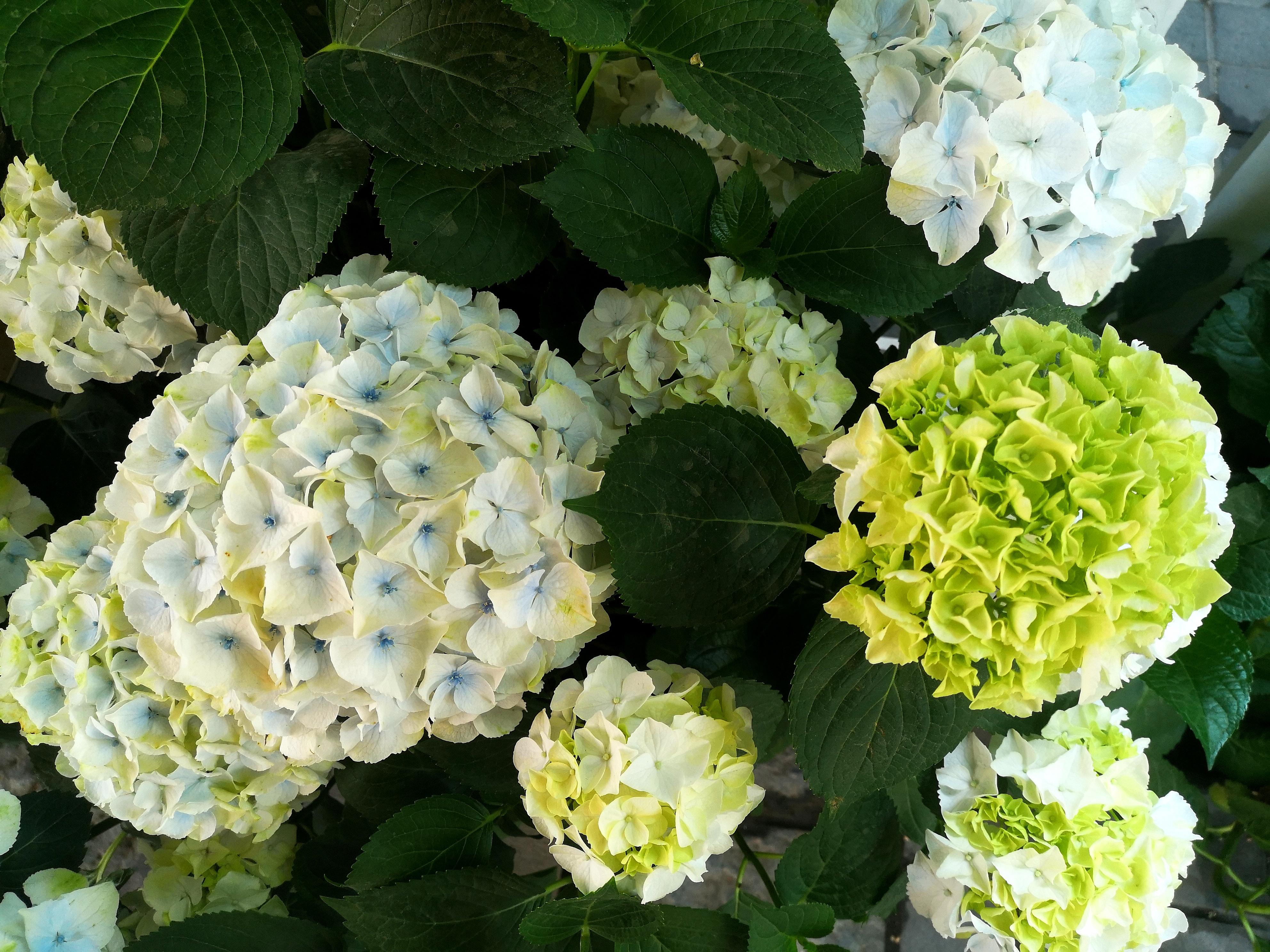 水穷云起 的想法: 绣球花 | 天巧玲珑玉一邱,迎眸烂熳总清幽.