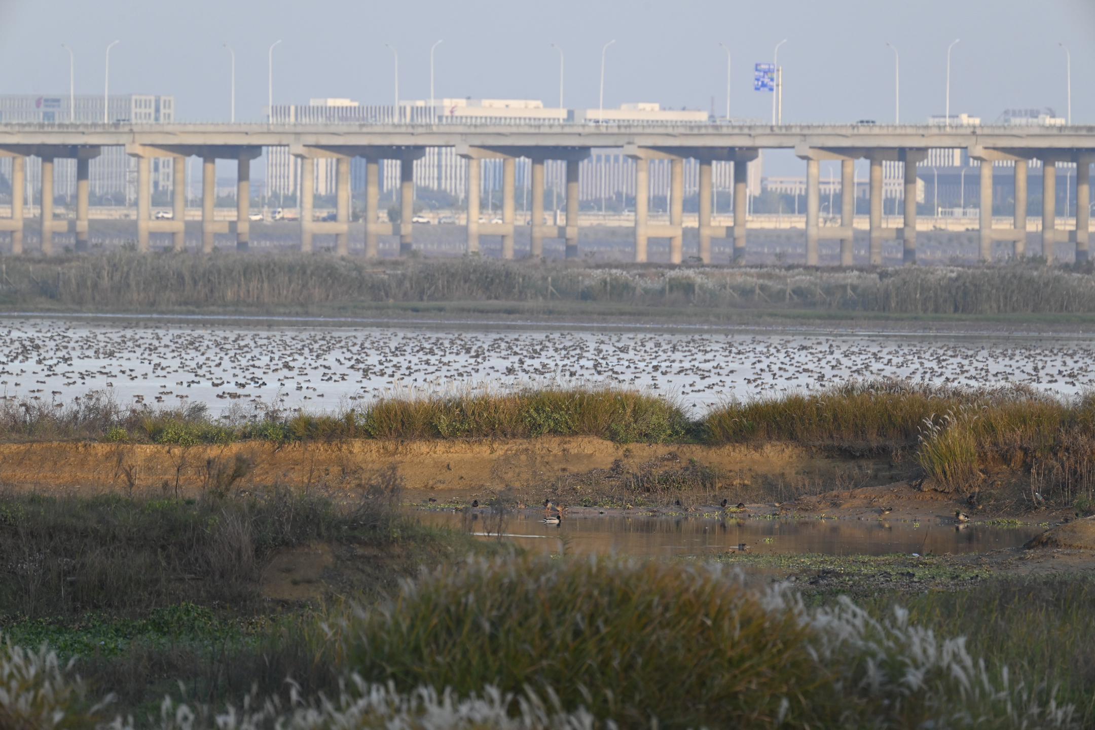lfy 的想法: 我的摄影日记——武汉府河湿地拍鸟92 | 92 拍摄装备