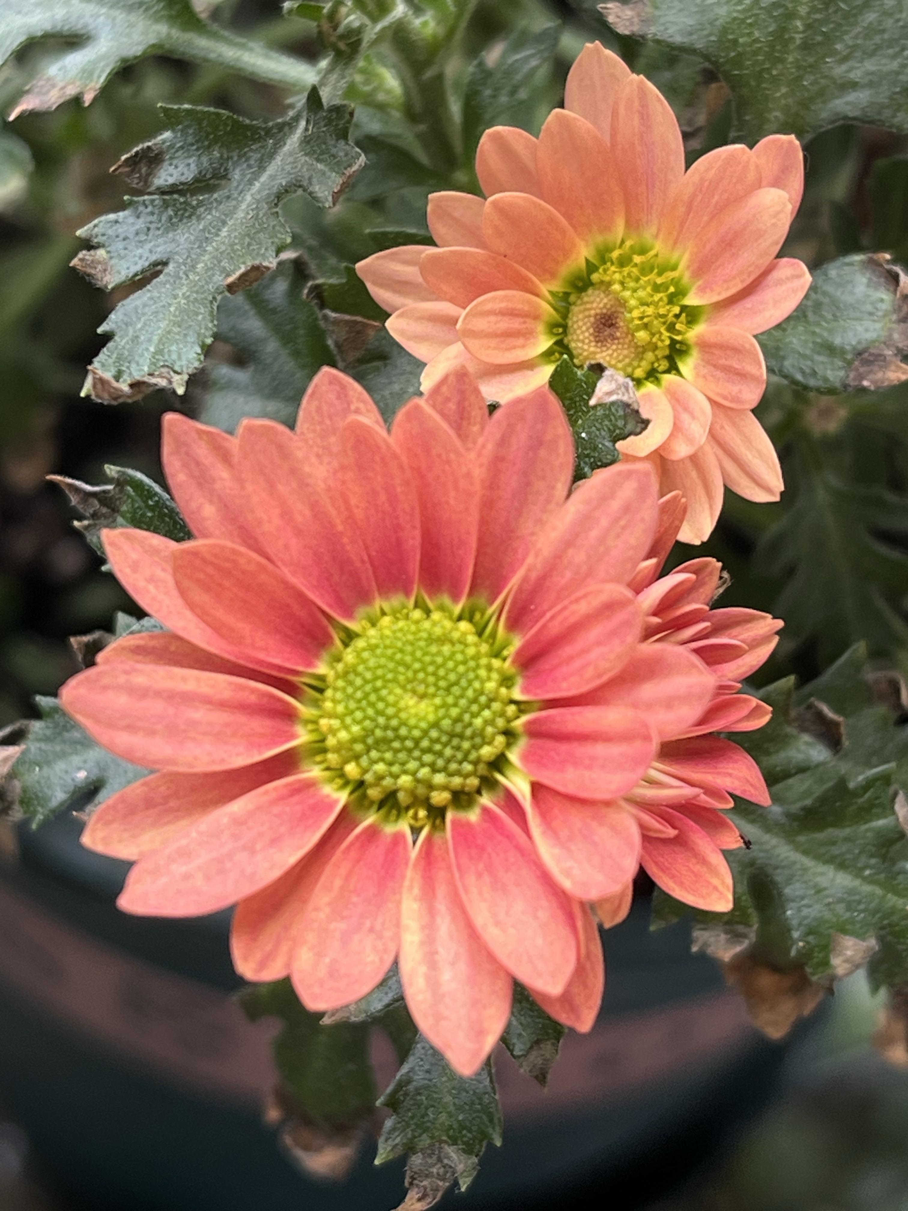 三宝妈julie 的想法: 菊花ai配文