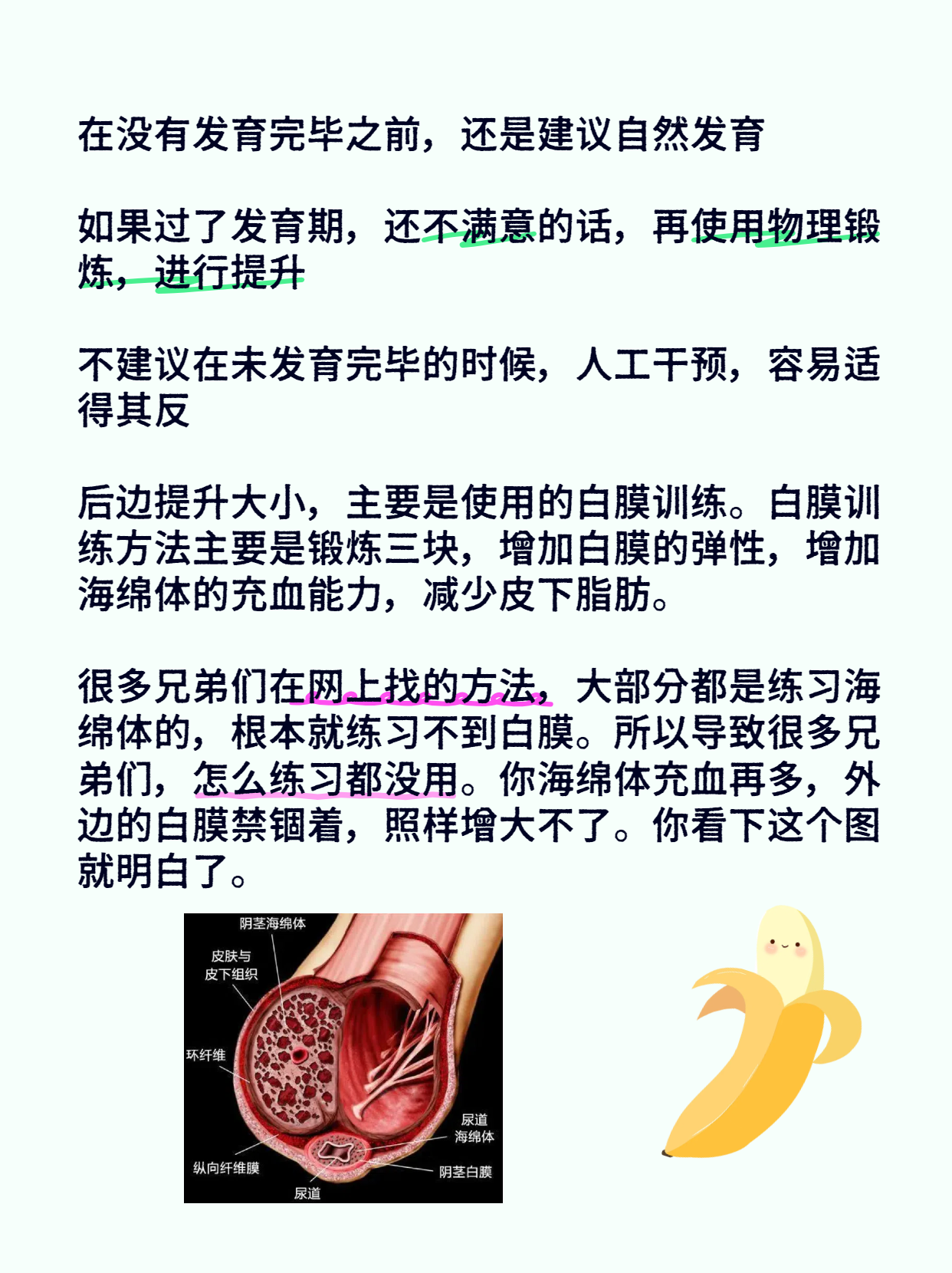 小丁丁正常 发育