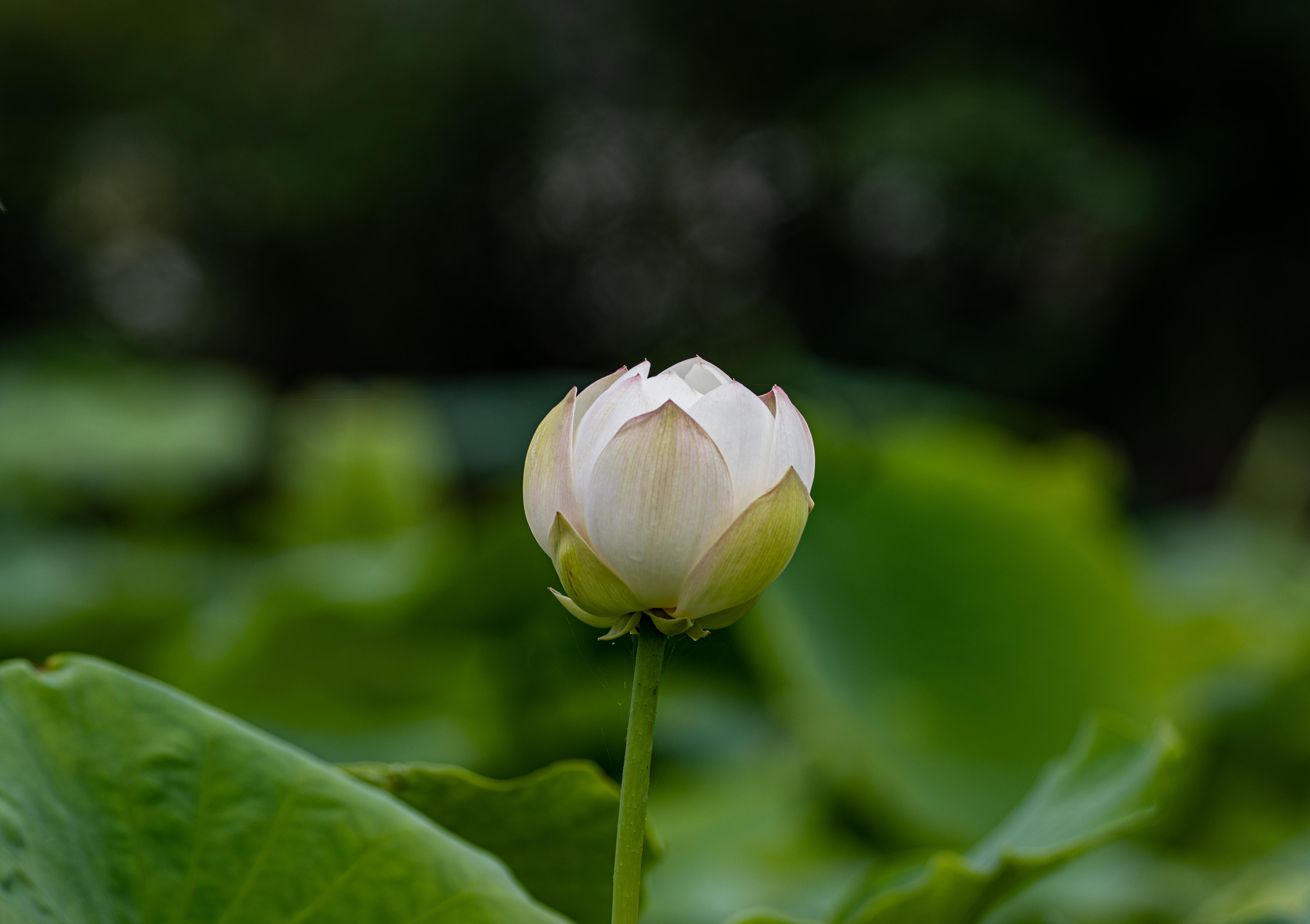 分享荷花美图 #夏天从不缺少绿意 再来一组未完全盛开的荷花,初夏种 
