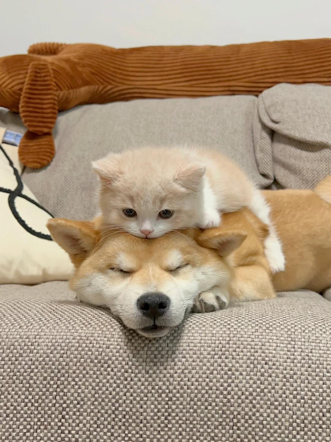 宠物猫狗图片
