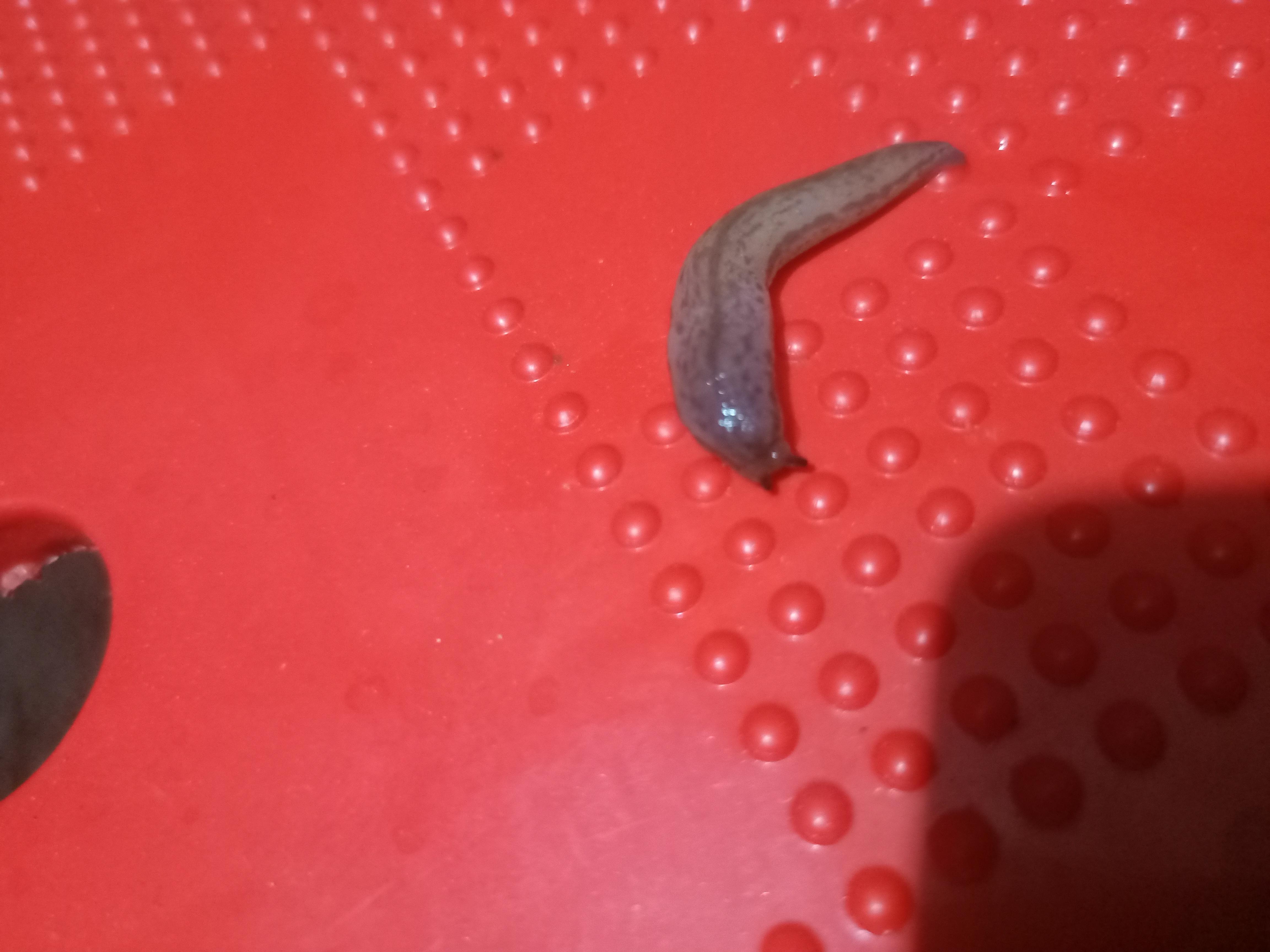 白色的paper 的想法: 鼻涕虫