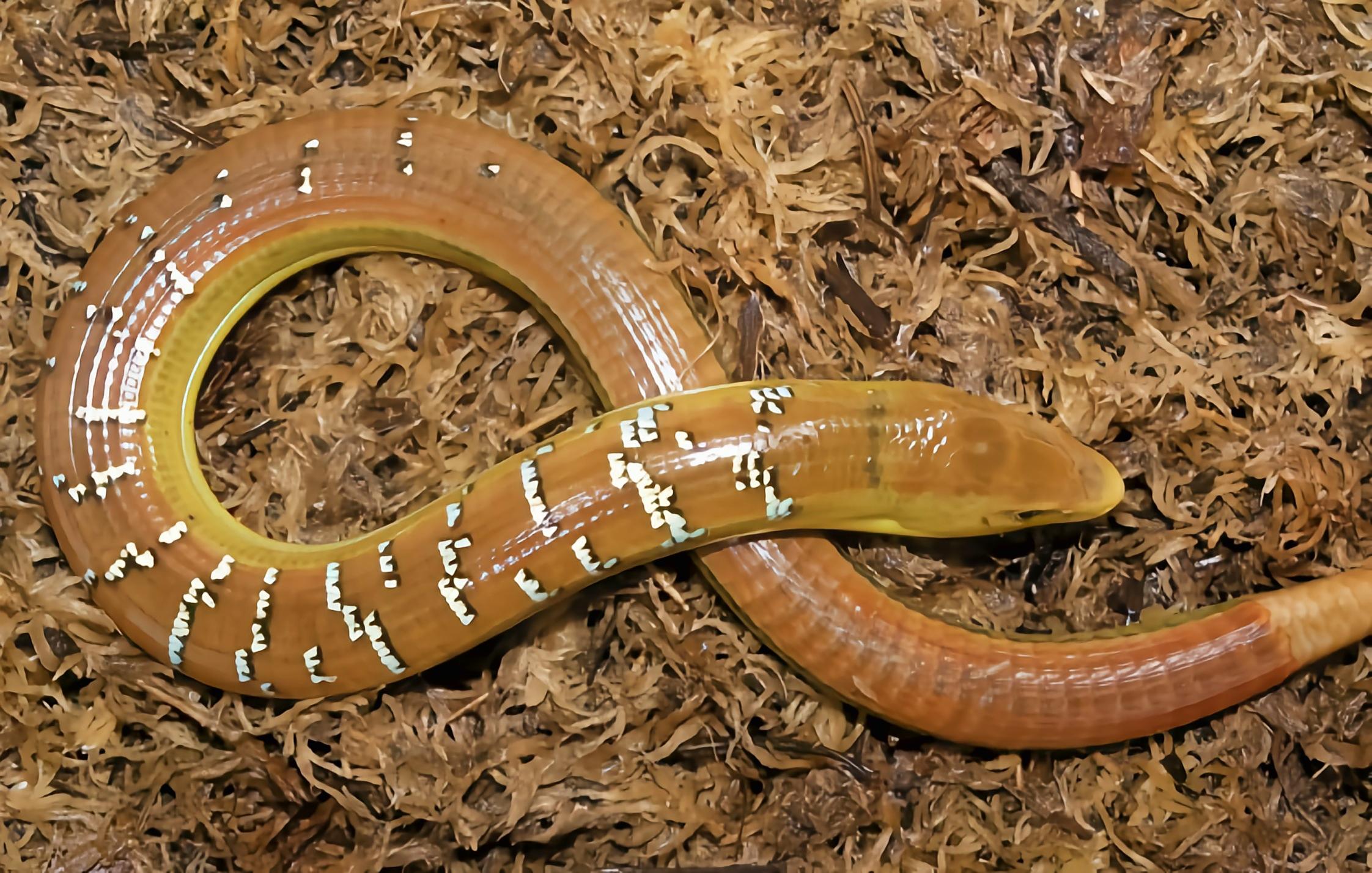 每天认识一种动物脆皮蜥脆皮蜥蛇蜥科爬行动物体肥状全身覆有鳞片似蛇