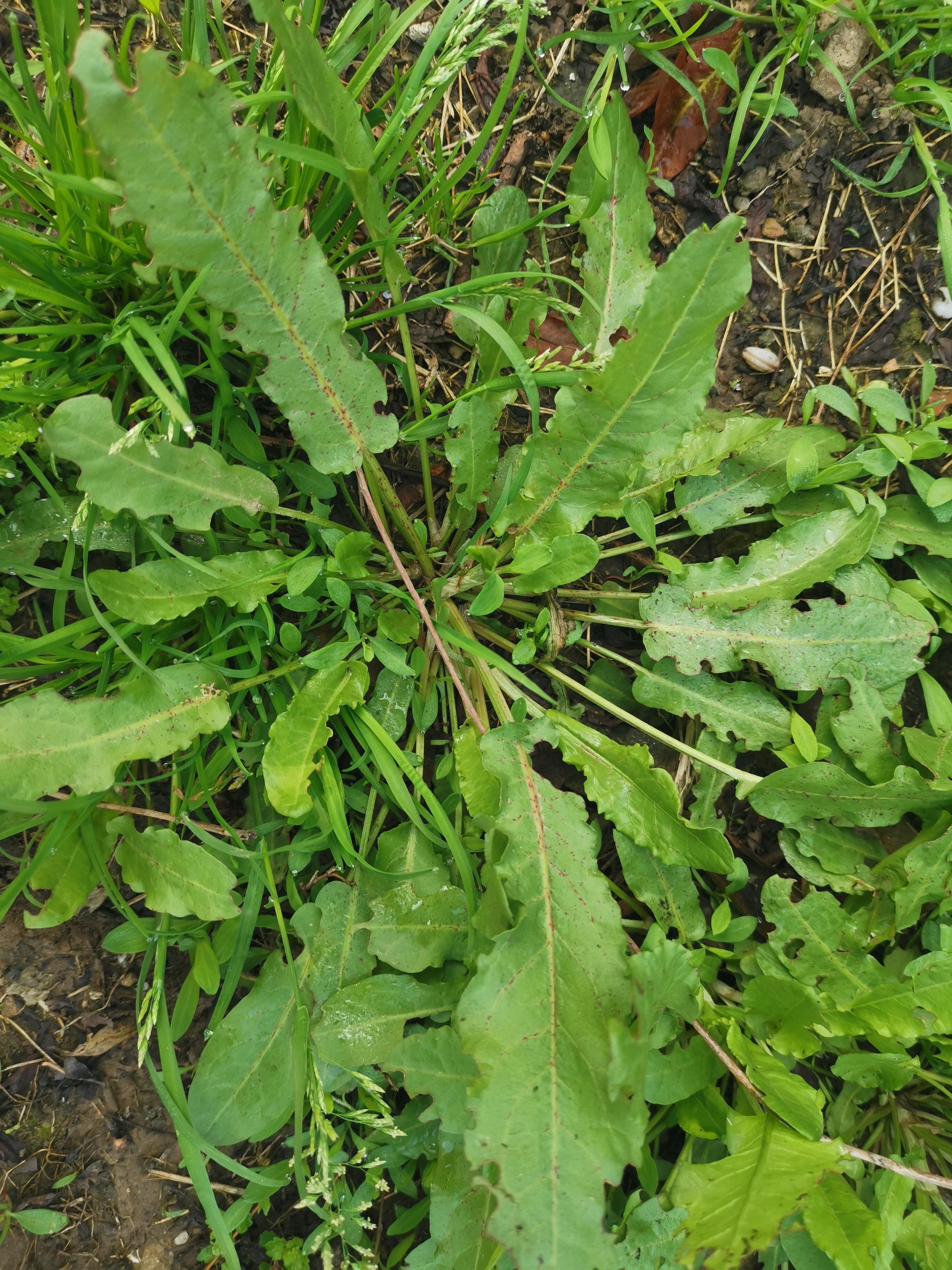 种植野菜挣钱吗知乎(农村种植什么蔬菜最赚钱)
