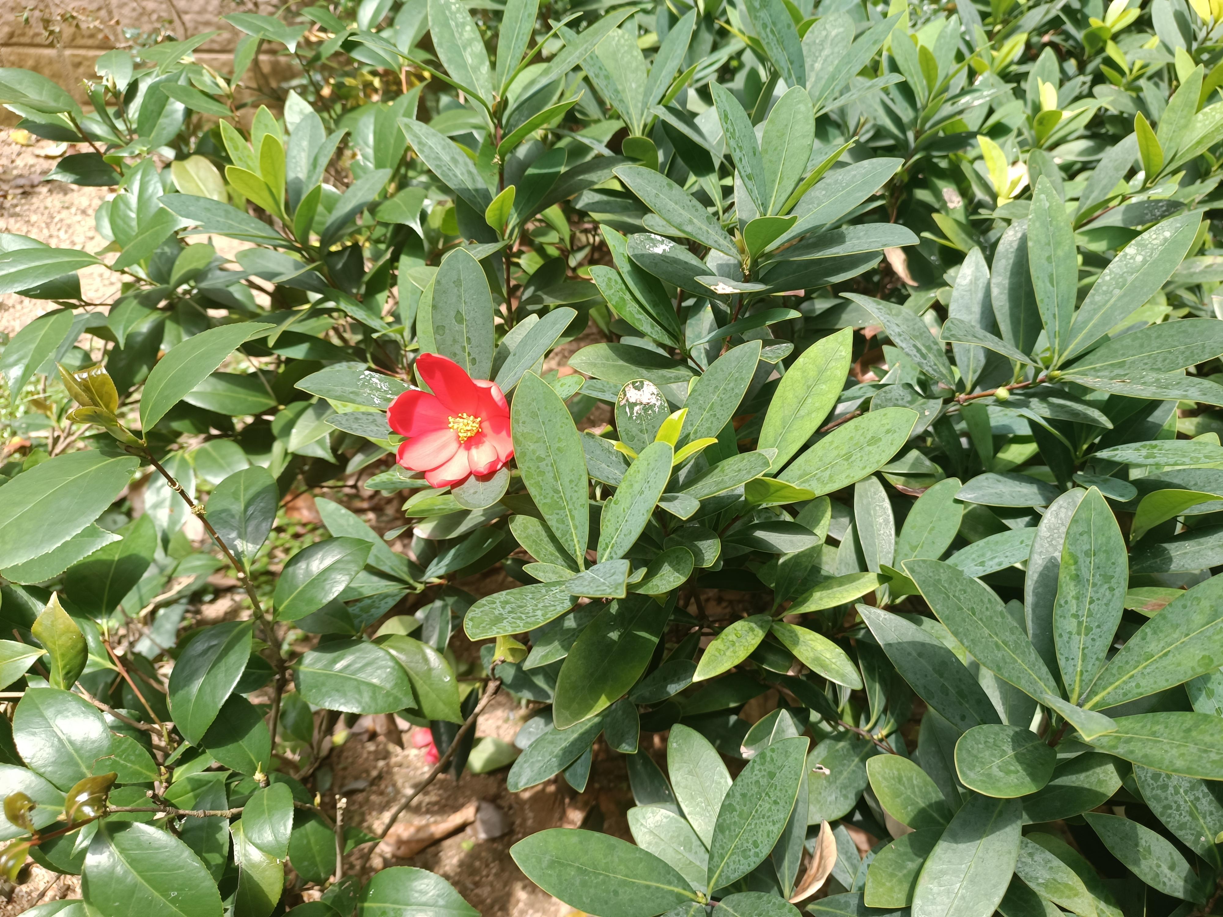 本草老生 的想法: 植物熊猫——杜鹃叶山茶 | 杜鹃叶山茶, br>山茶科