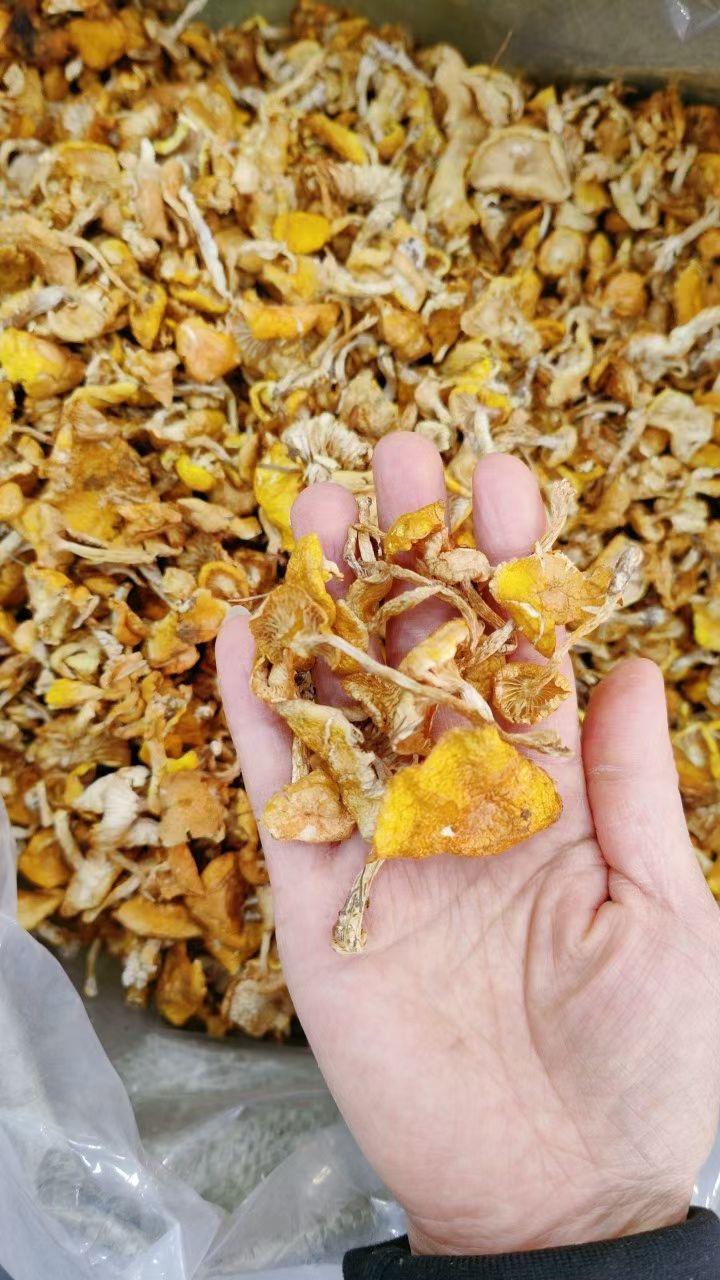 天下第一鲜,人工采摘,自然晾晒,挑拣的非常干净,都是上好的小蘑菇芽