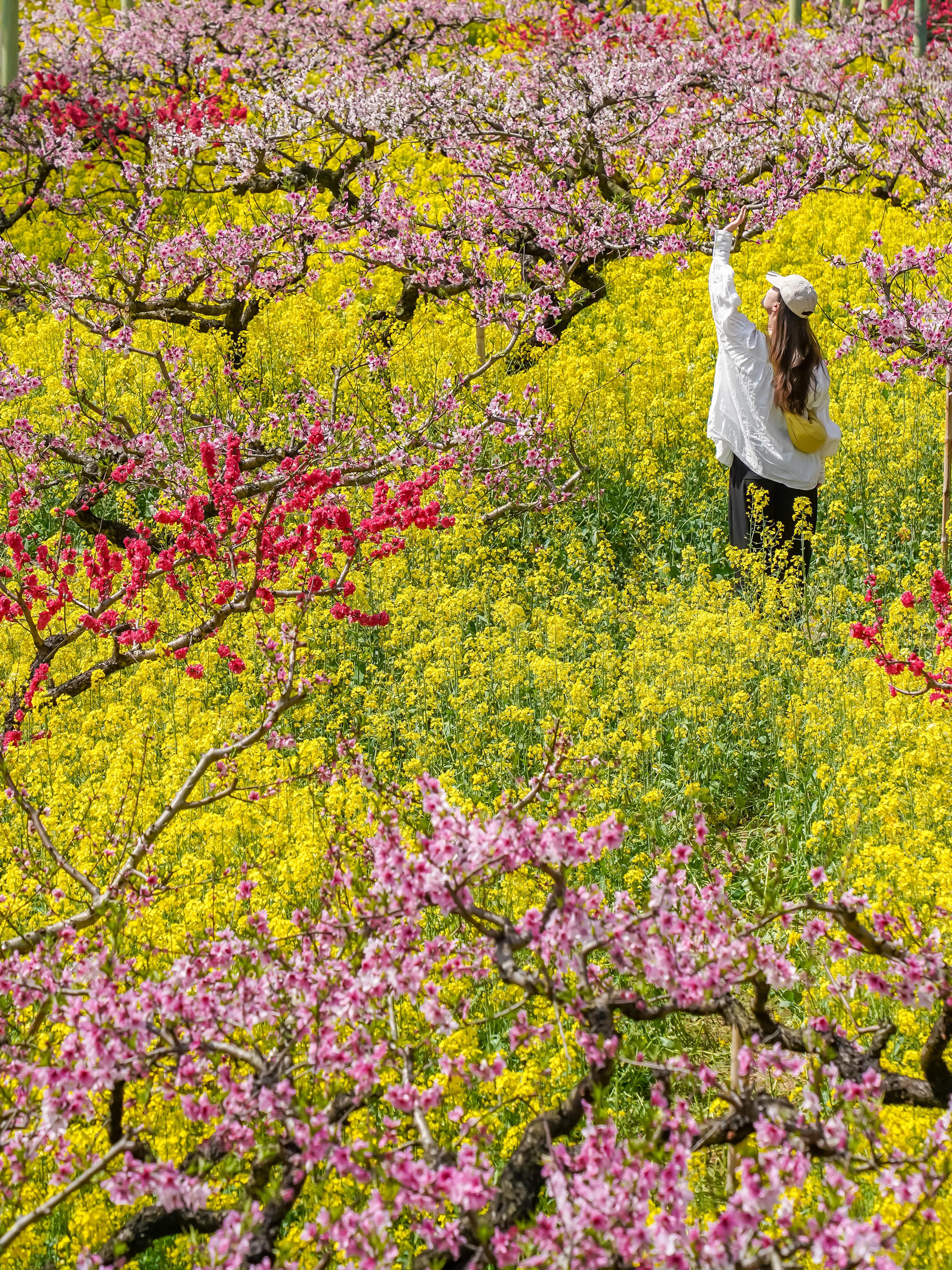 🌸千亩桃花坠入仙境