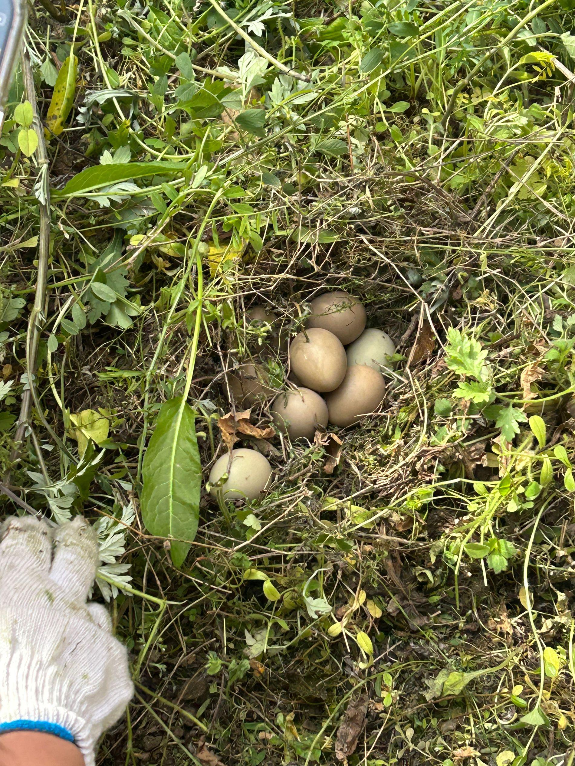 谁知道这是啥蛋在重庆的深山大学里还可以和同学一