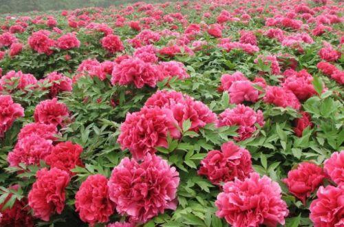 千岁兰 管绍能 的想法: 河南天囿牡丹园 | 河南天囿牡丹园.