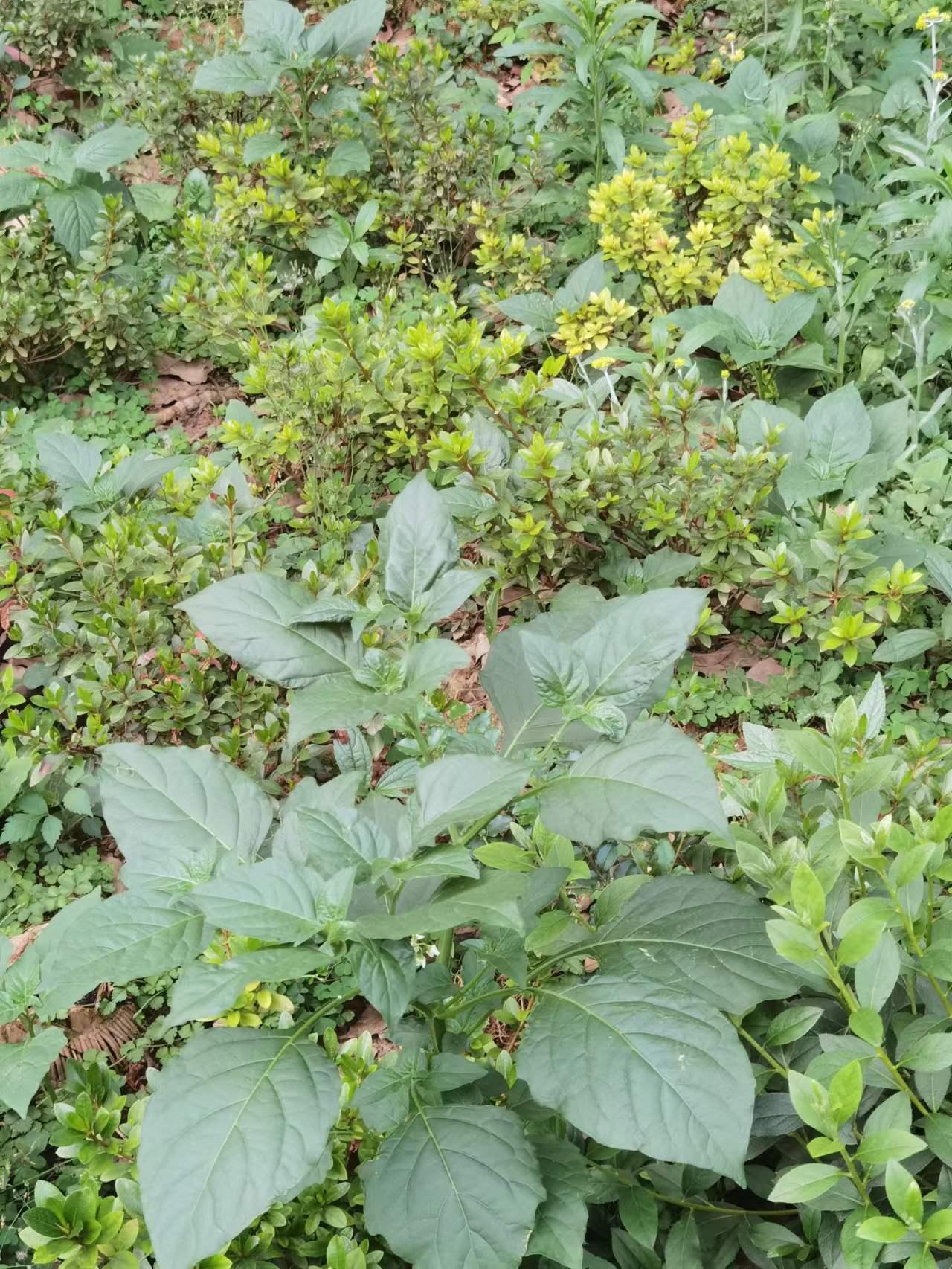 龙葵花几点开花图片