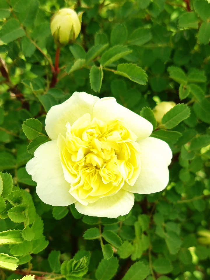 这里是彼岸 的想法: 娇媚的重瓣黄刺玫 | 黄刺玫,为蔷薇科,蔷薇属落叶