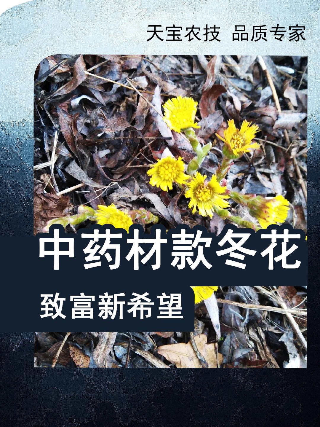 中药材款冬花致富新希望1产地种植模式多元化款冬花种植以根茎移栽为