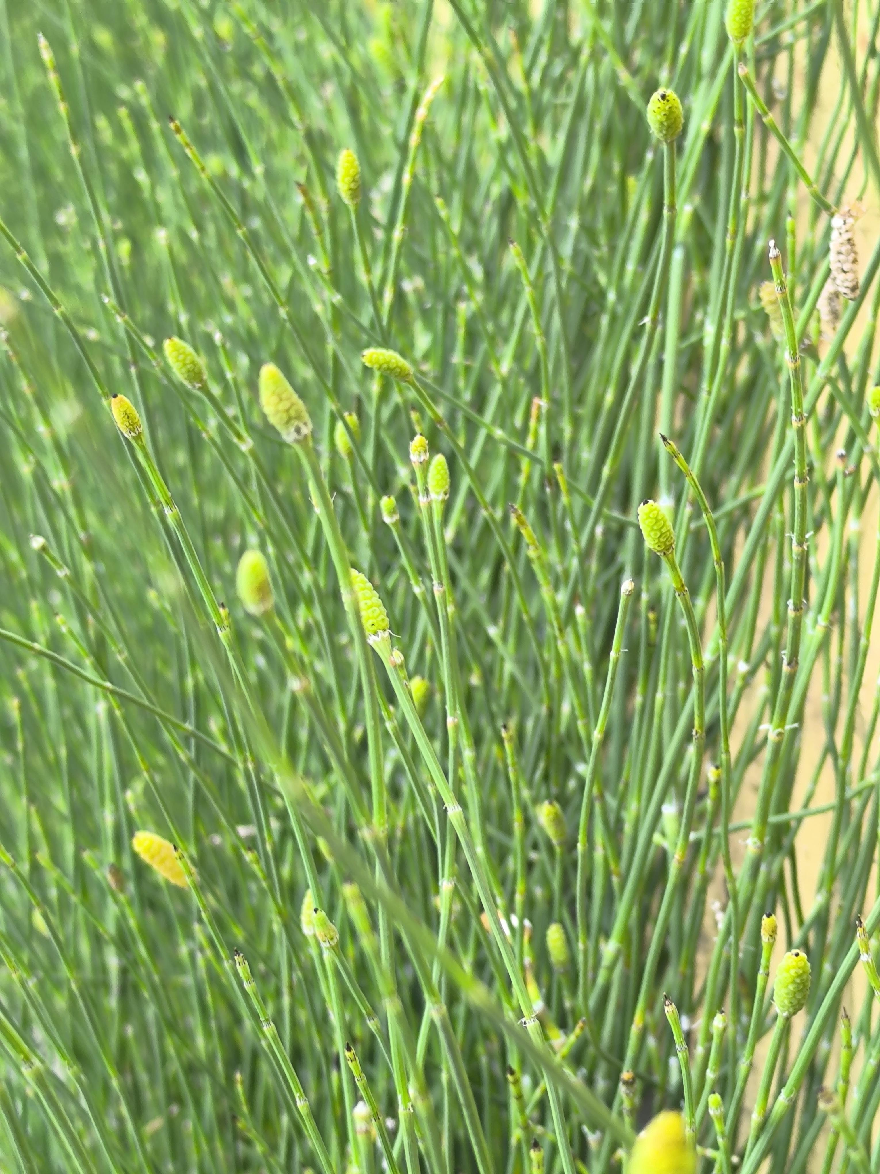 温晓迪 的想法: 节节草简介