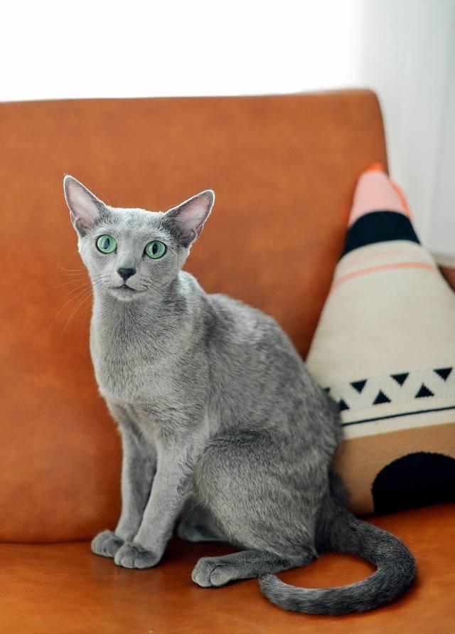 的想法: 俄罗斯猫其他名称 俄罗斯蓝猫 俄罗斯白猫 俄罗斯黑猫 毛发