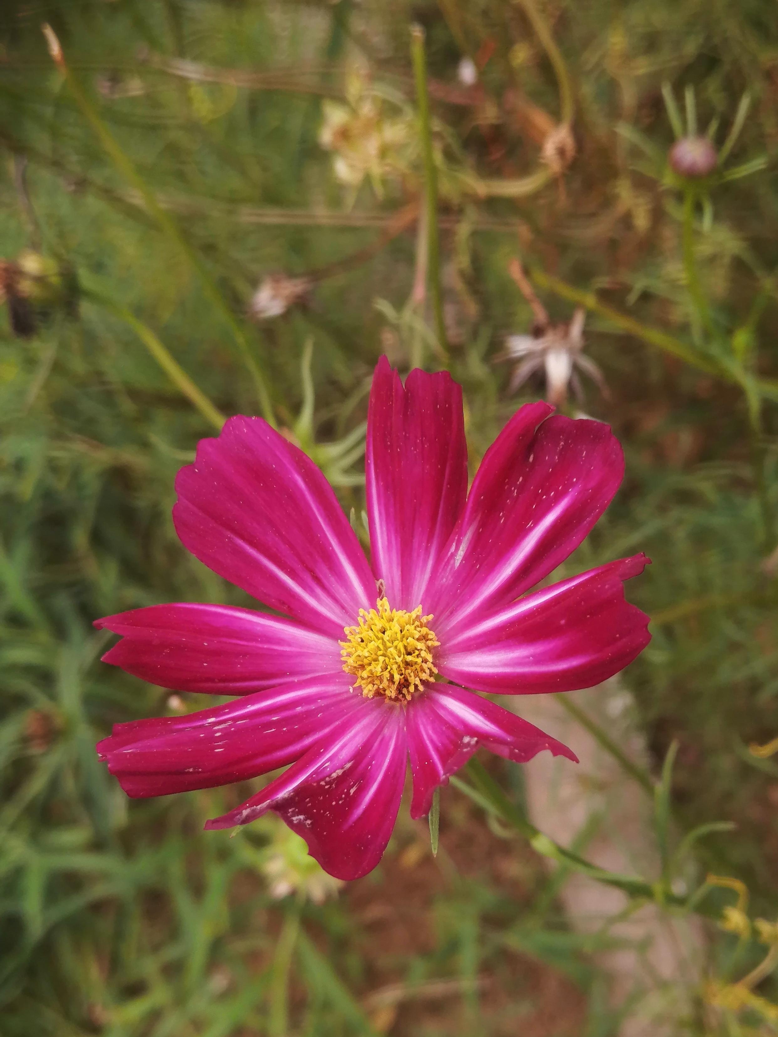 无介的世界 的想法: 婚姻是感情的水到渠成 | 婚姻一定的缘分的召唤