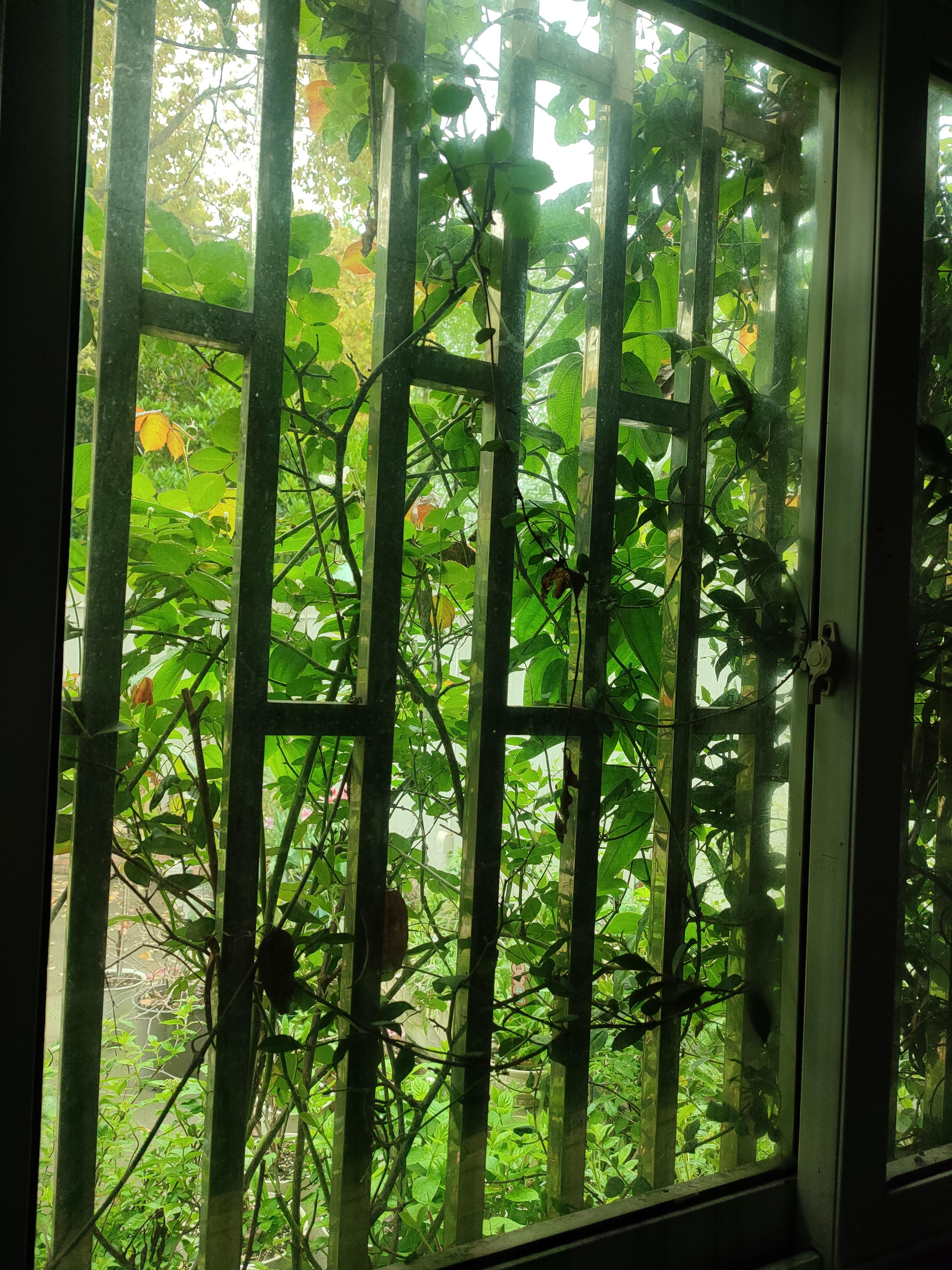 半山画吧 的想法: 小院春色