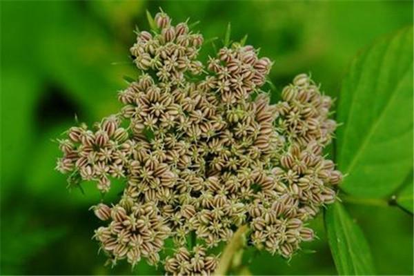 调皮有道李志忠 的想法: 阴囊湿疹外洗方 | 蛇床子,苦参,白矾,川椒,青