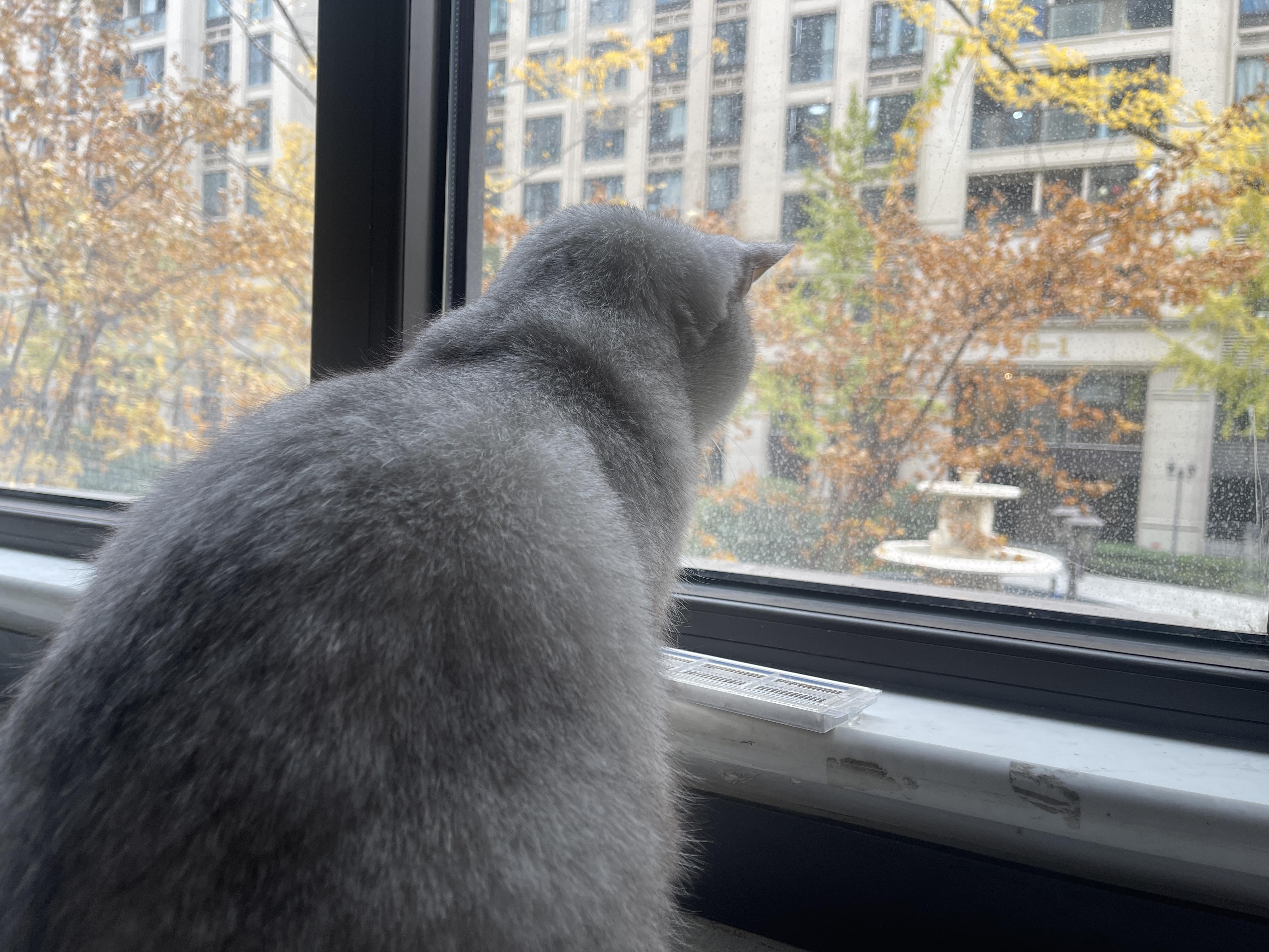 降温后,窗外的银杏树叶子都快掉光了,我家猫咪最爱在窗前看风吹露叶