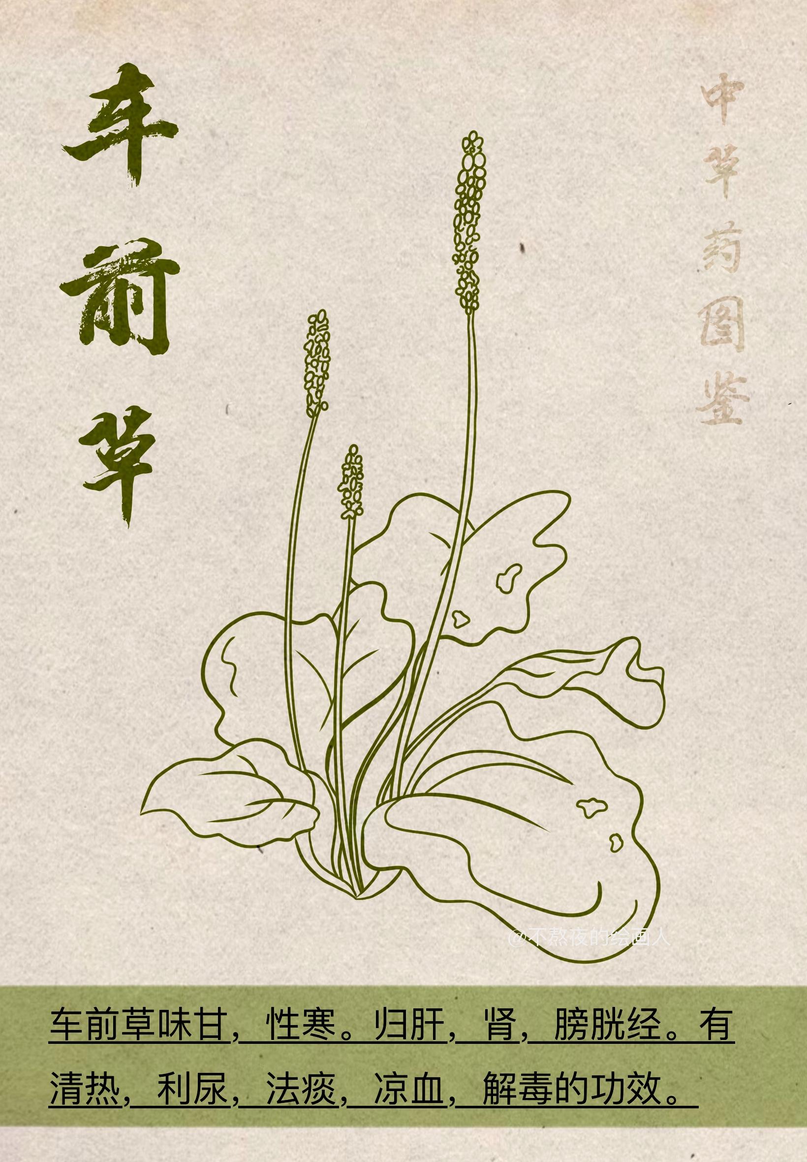 不熬夜的绘画人 的想法: 中草药&车前草