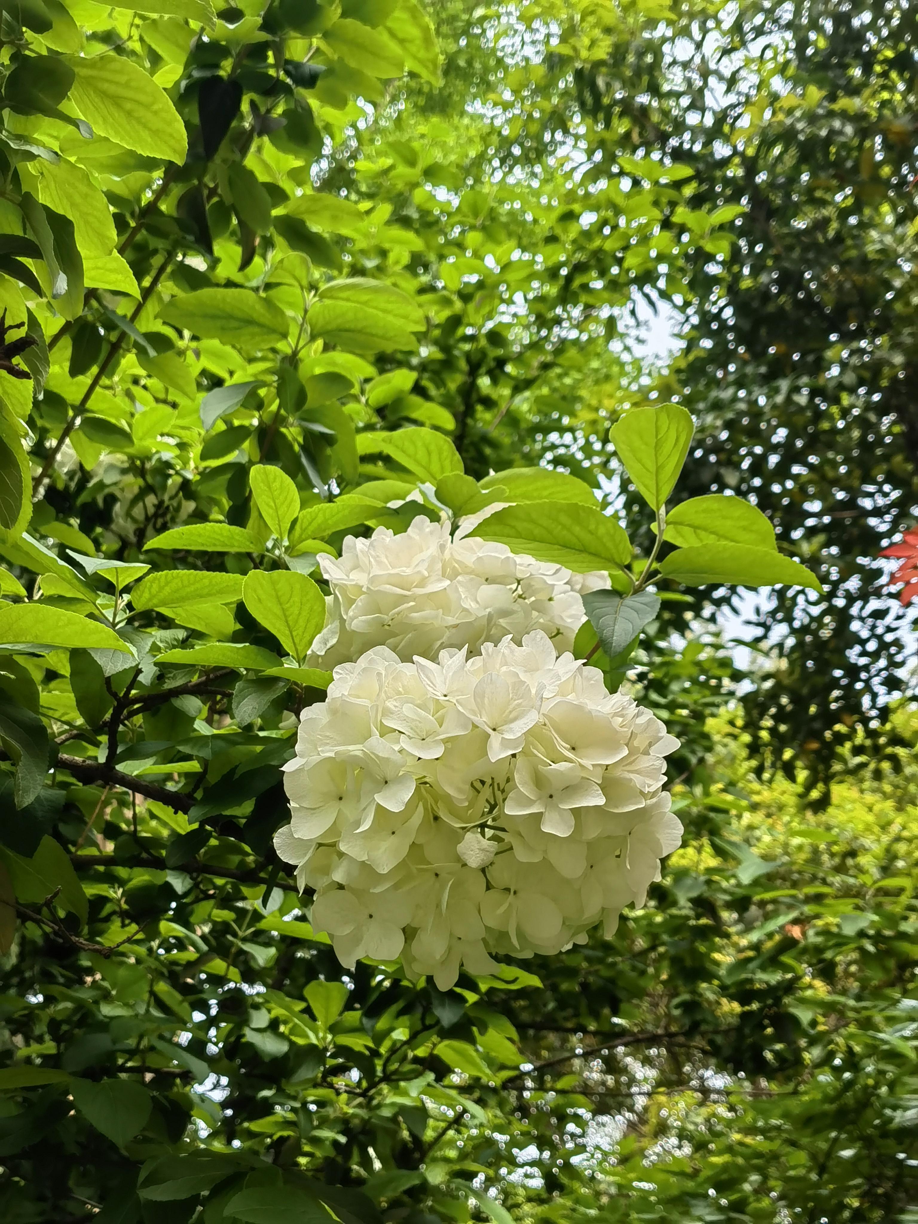 长安故里完整版图片