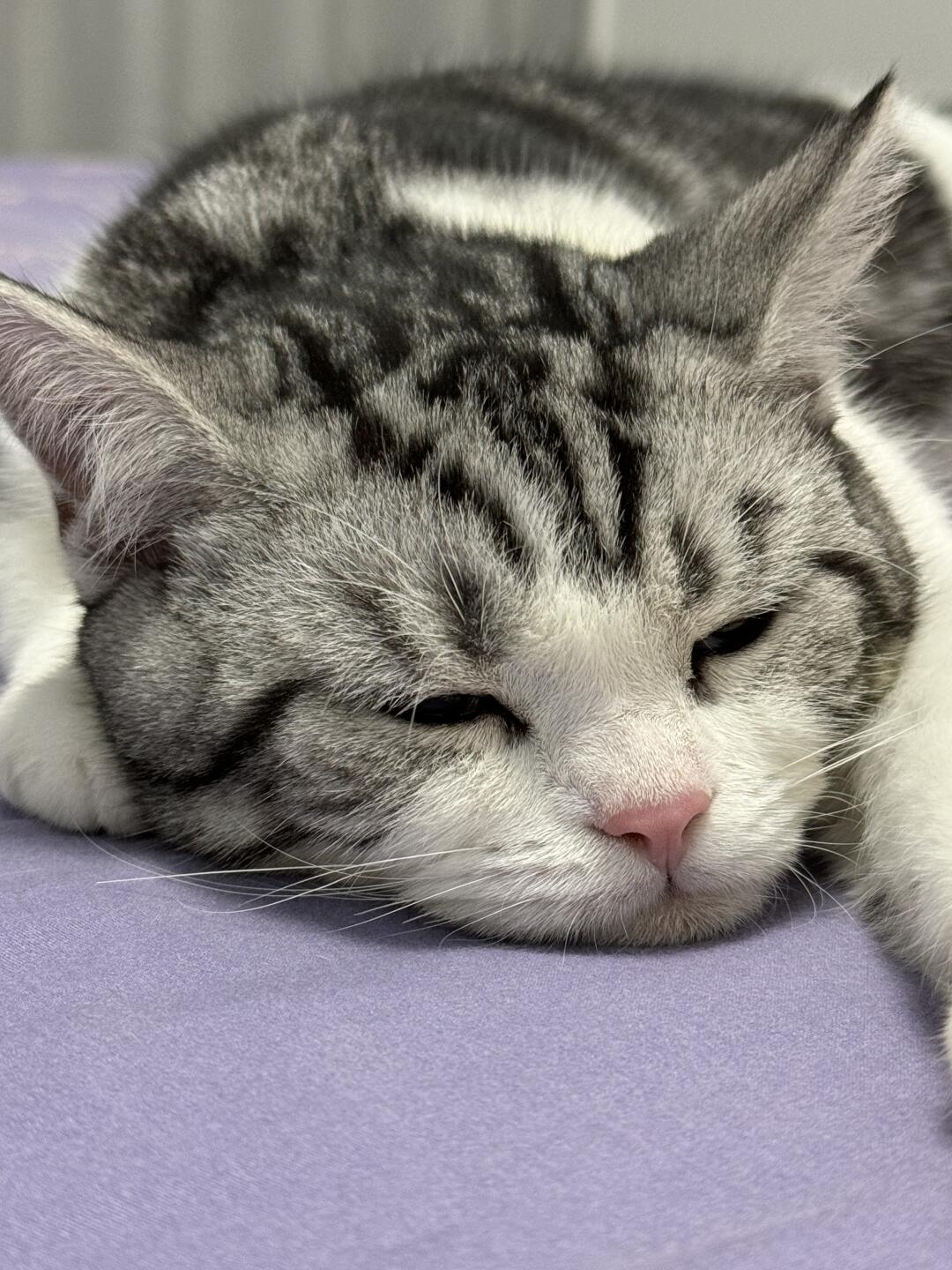 萨尼宠物 的想法: 猫咪这8个动作是'生病信号'!