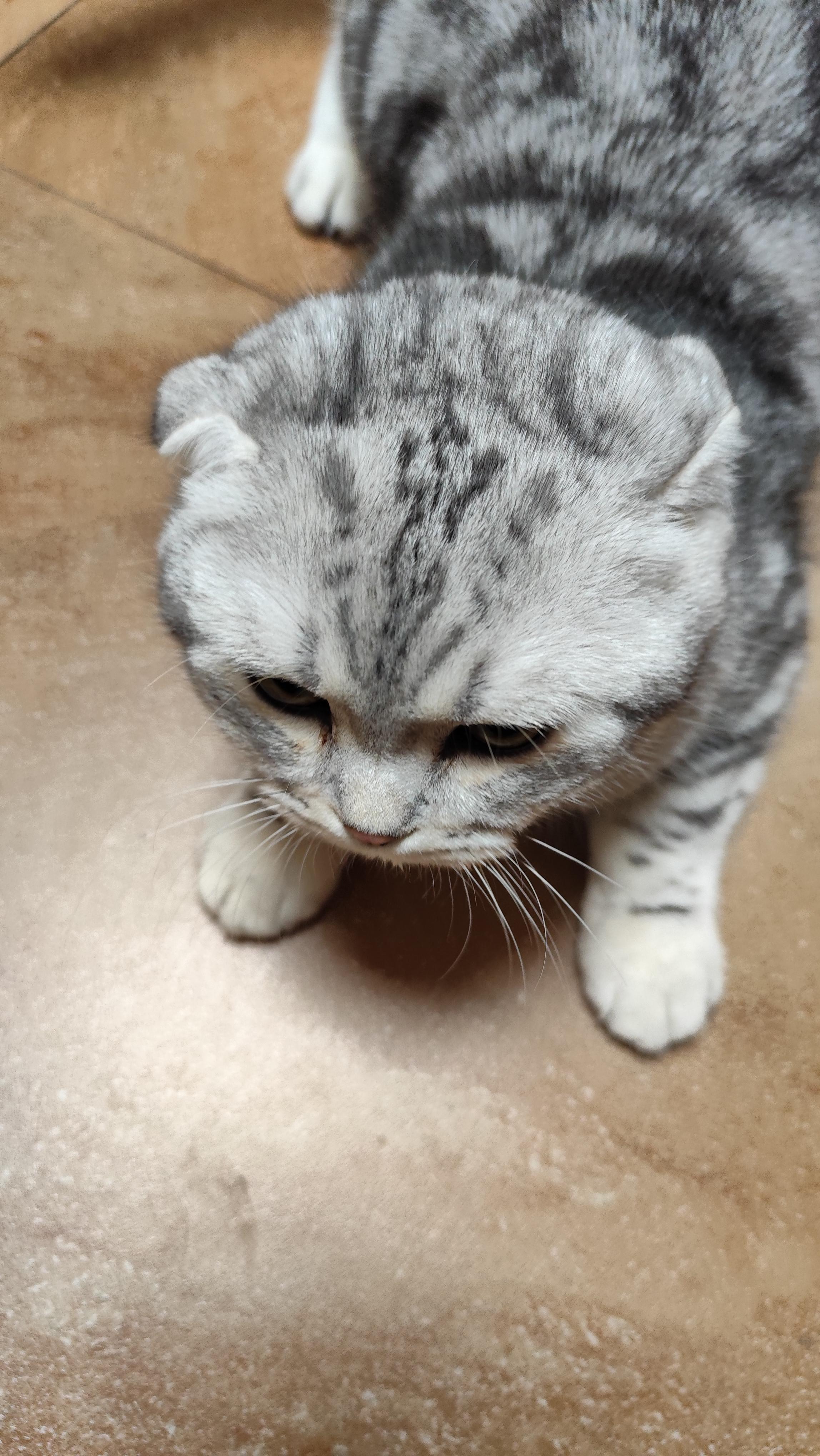 我家的折耳虎斑猫这只折耳猫也太萌啦毛茸茸的毛发仿佛云朵般柔软自带