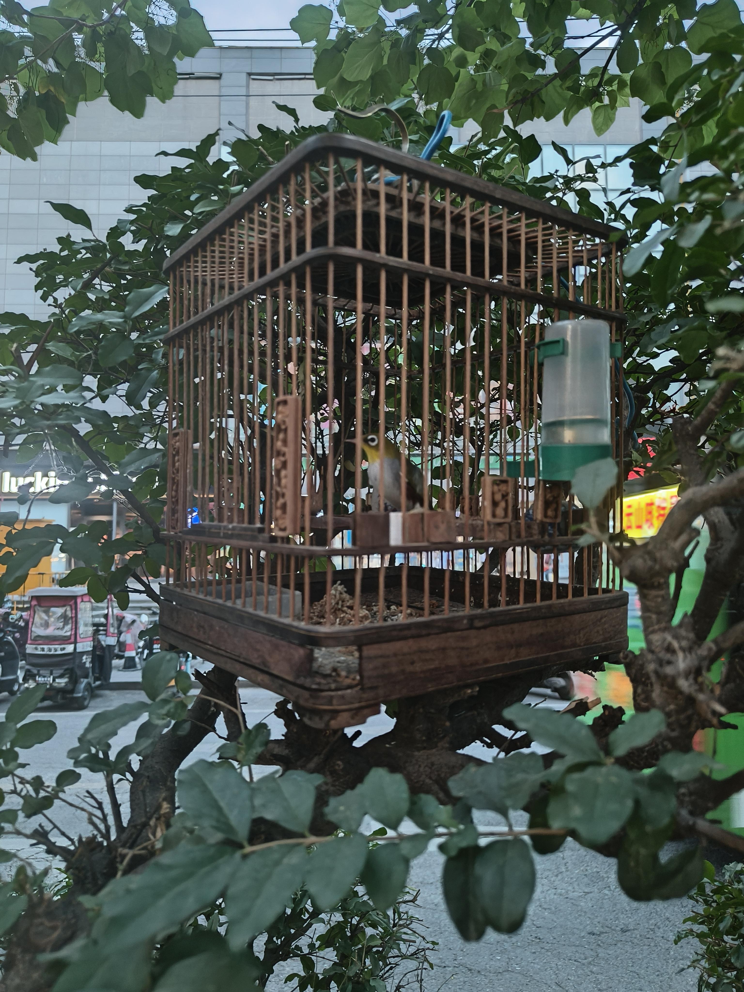 小小鱼 的想法: 路边行道树上鸟笼里的鸟