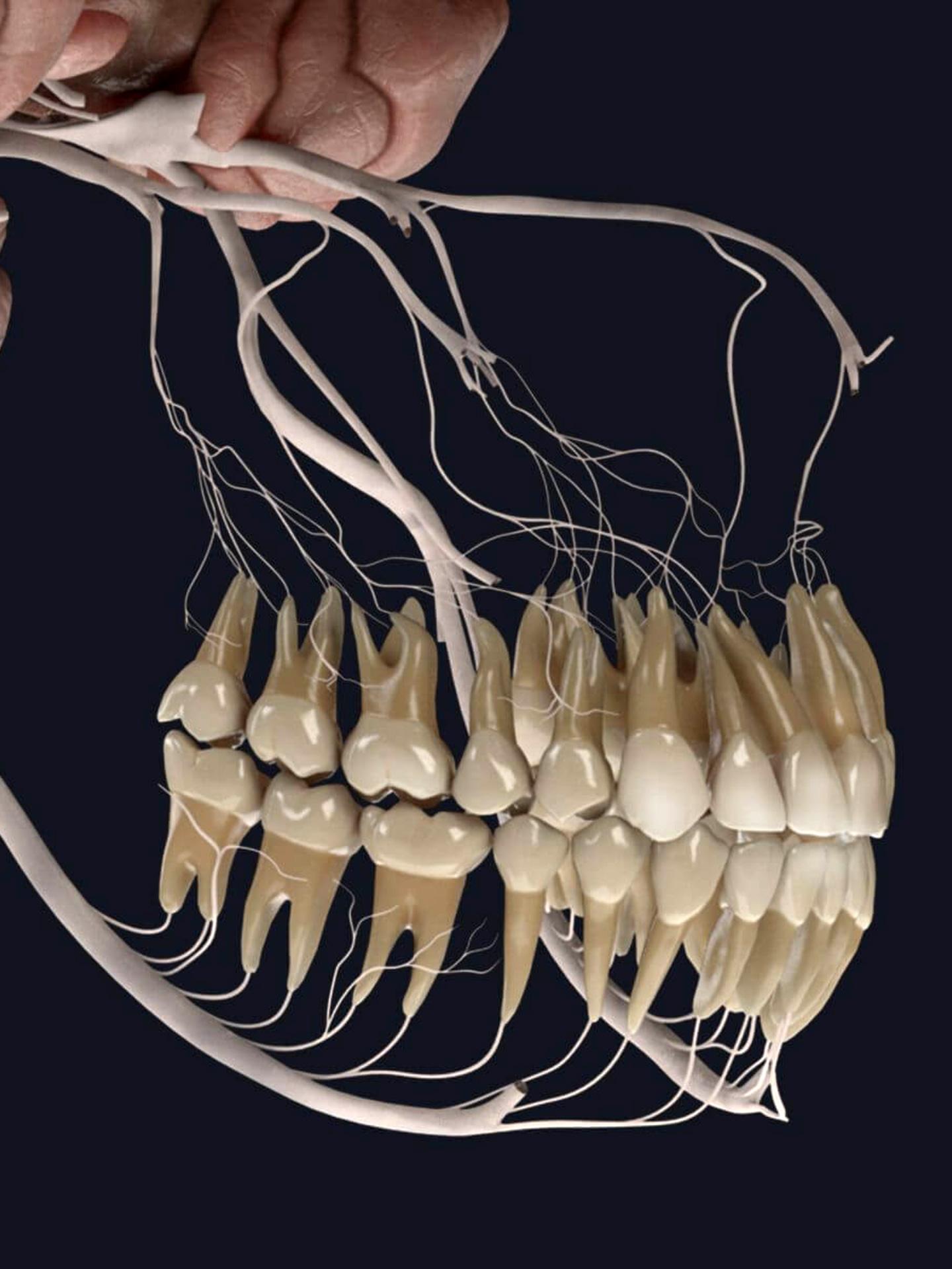 的想法: 牙痛为什么会要命 你知道上面有多少神经吗