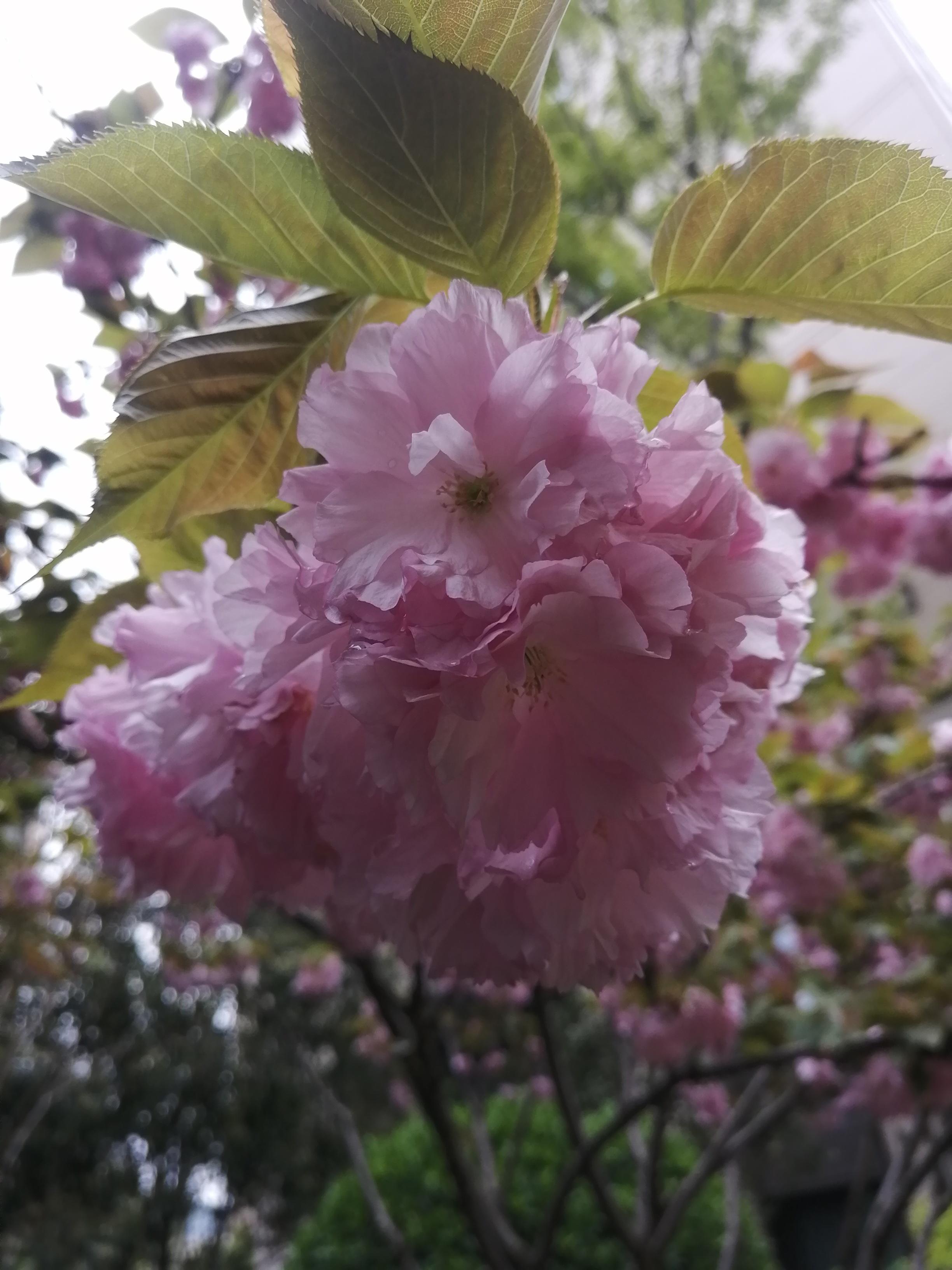 樱花和樱桃花图片