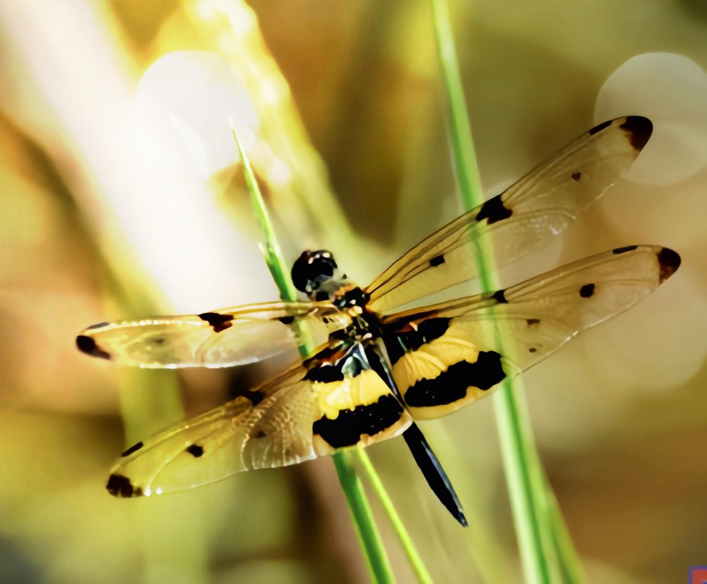 云安之城 的想法: 每天认识一种昆虫