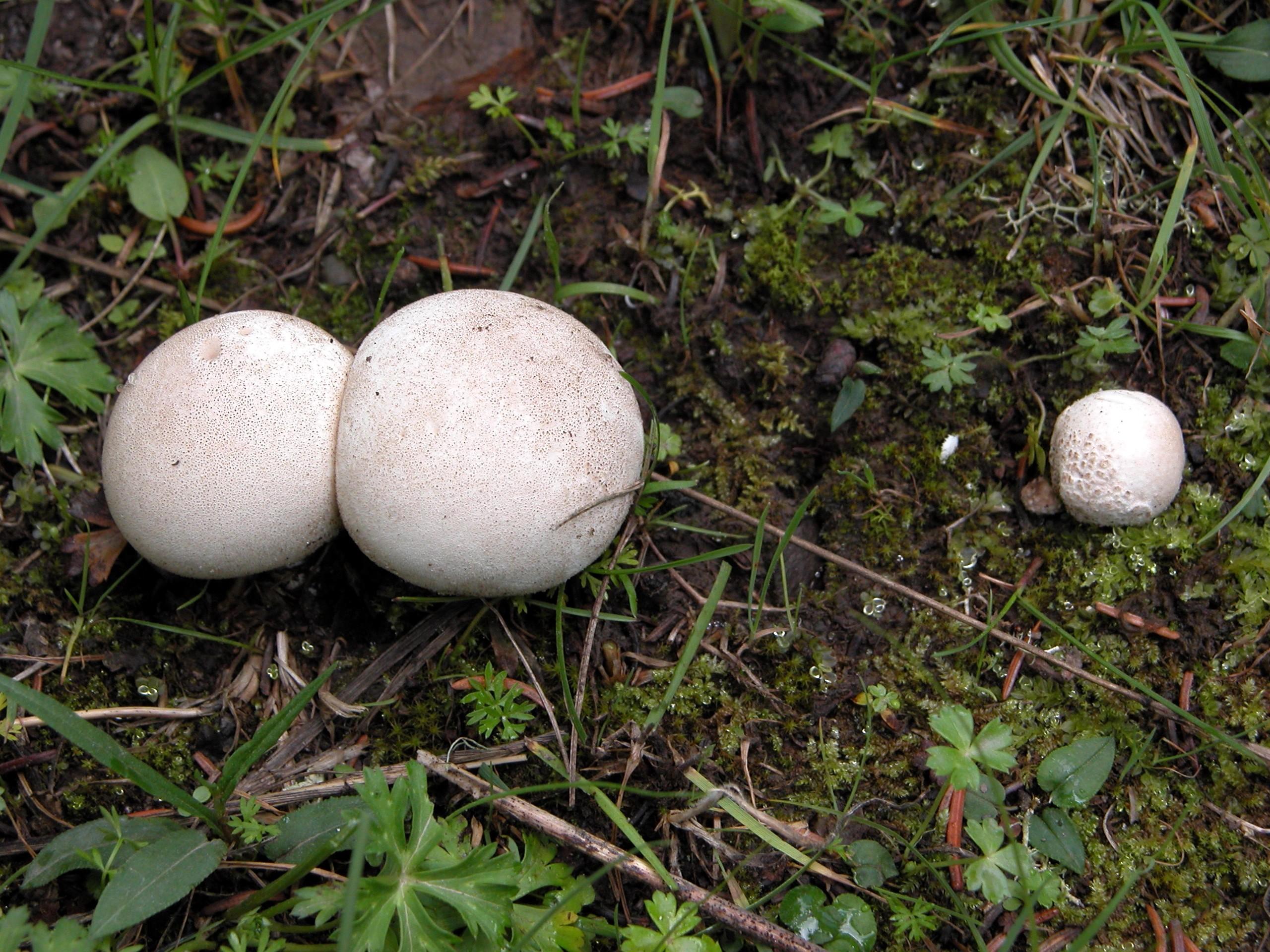 青莲童子blotus 的想法: 马勃