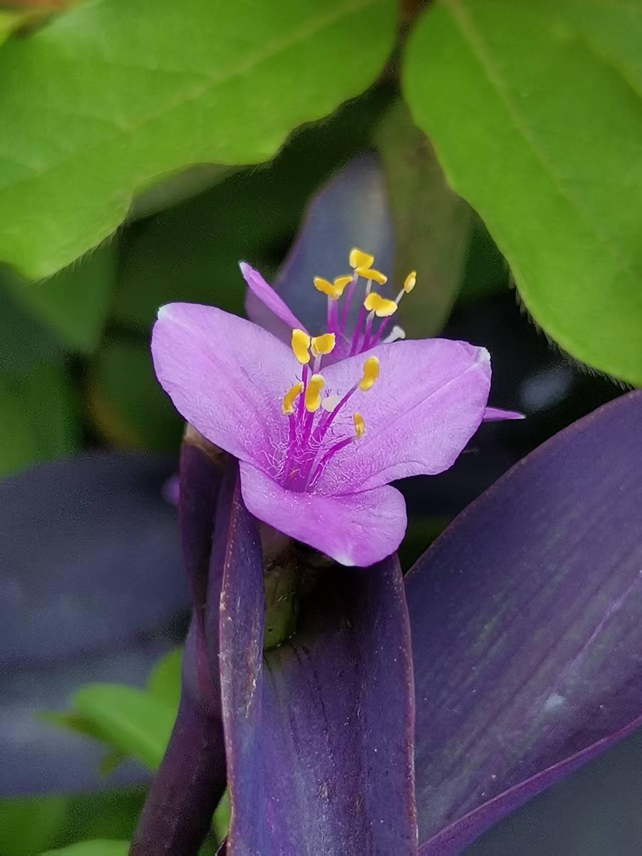zhihu