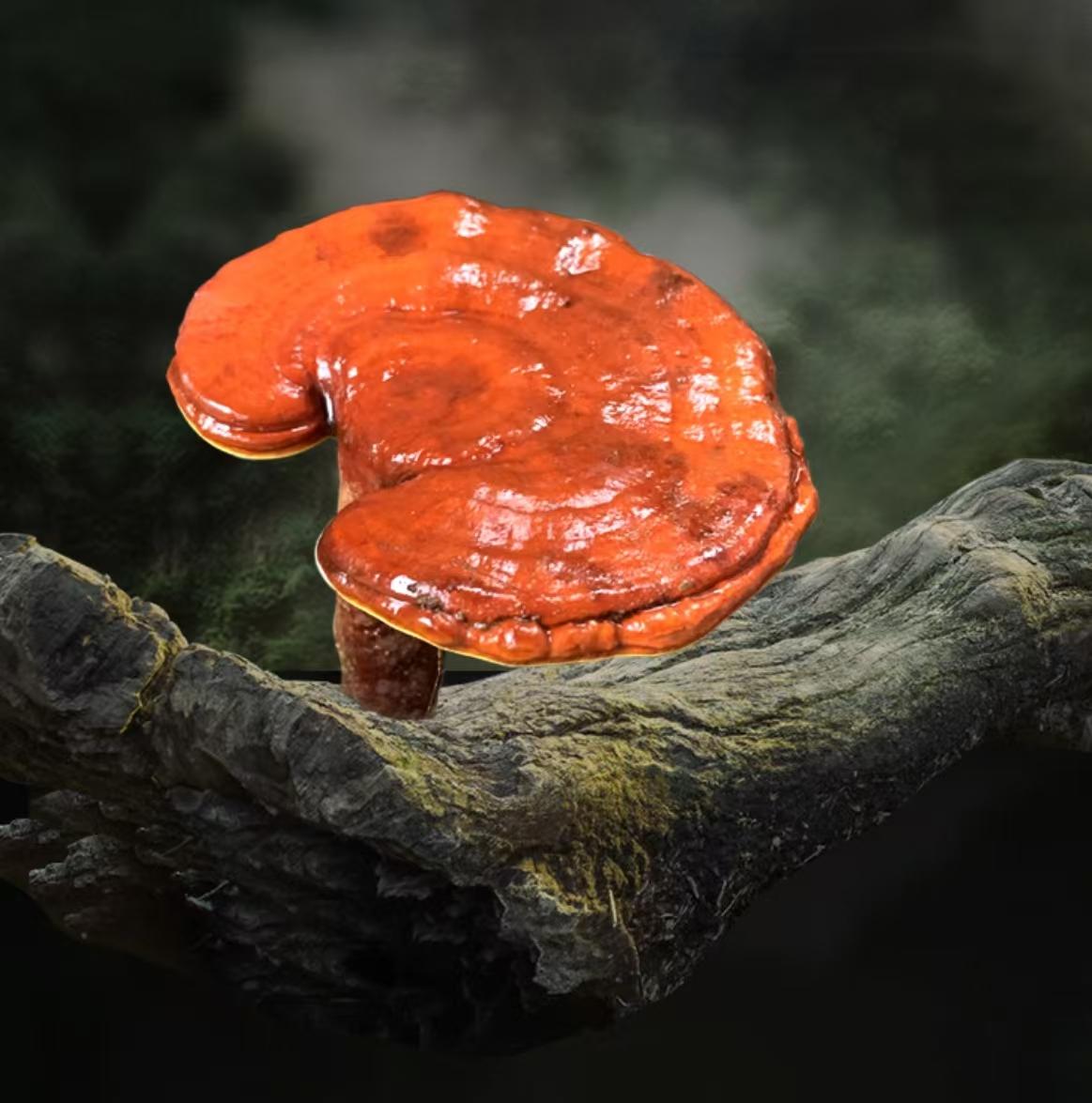 灵芝在《神农本草经》中被列为上药,被认为具有"主